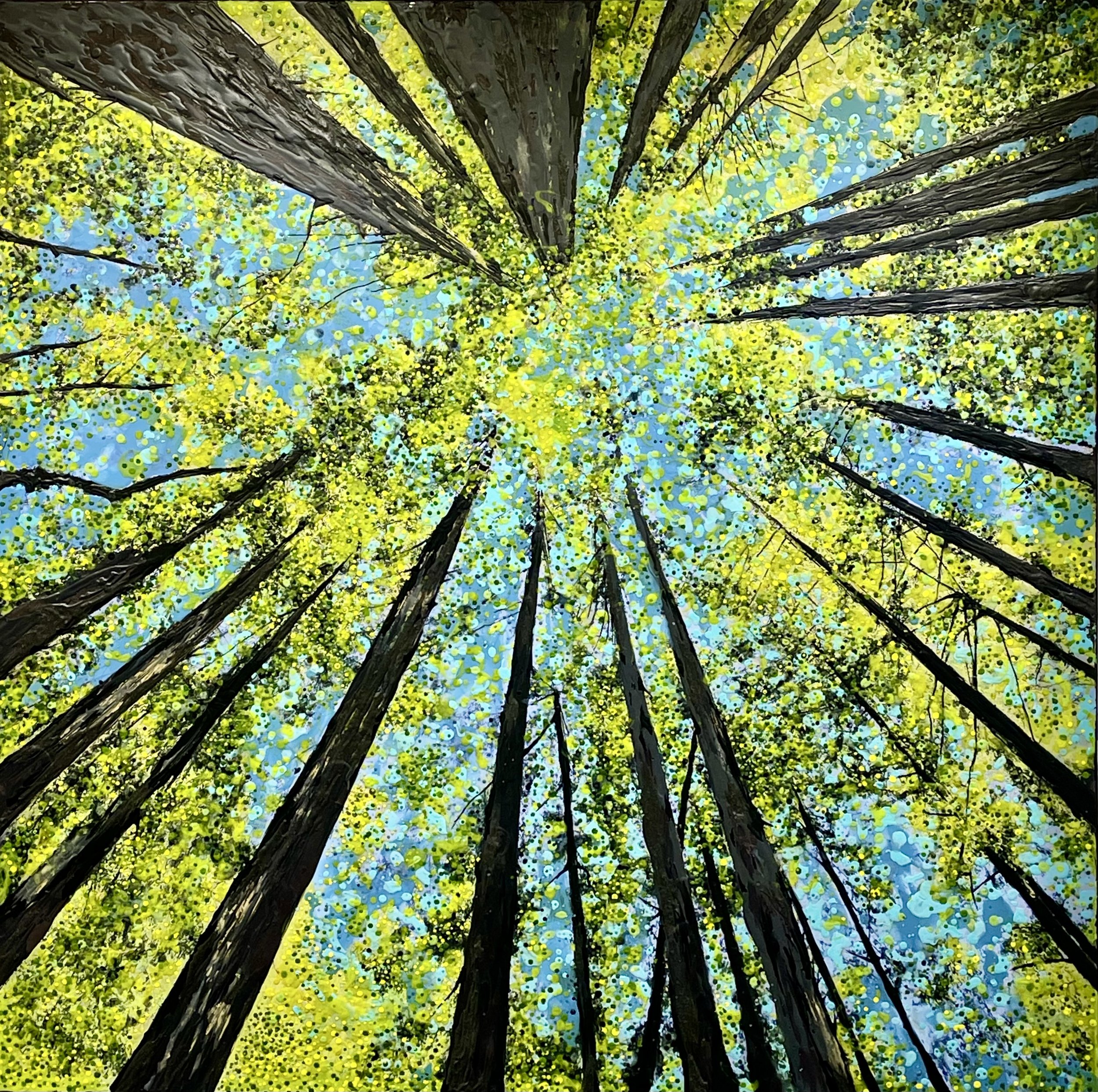 Redwood Trees 2, Huddart Park, CA (February 2026)