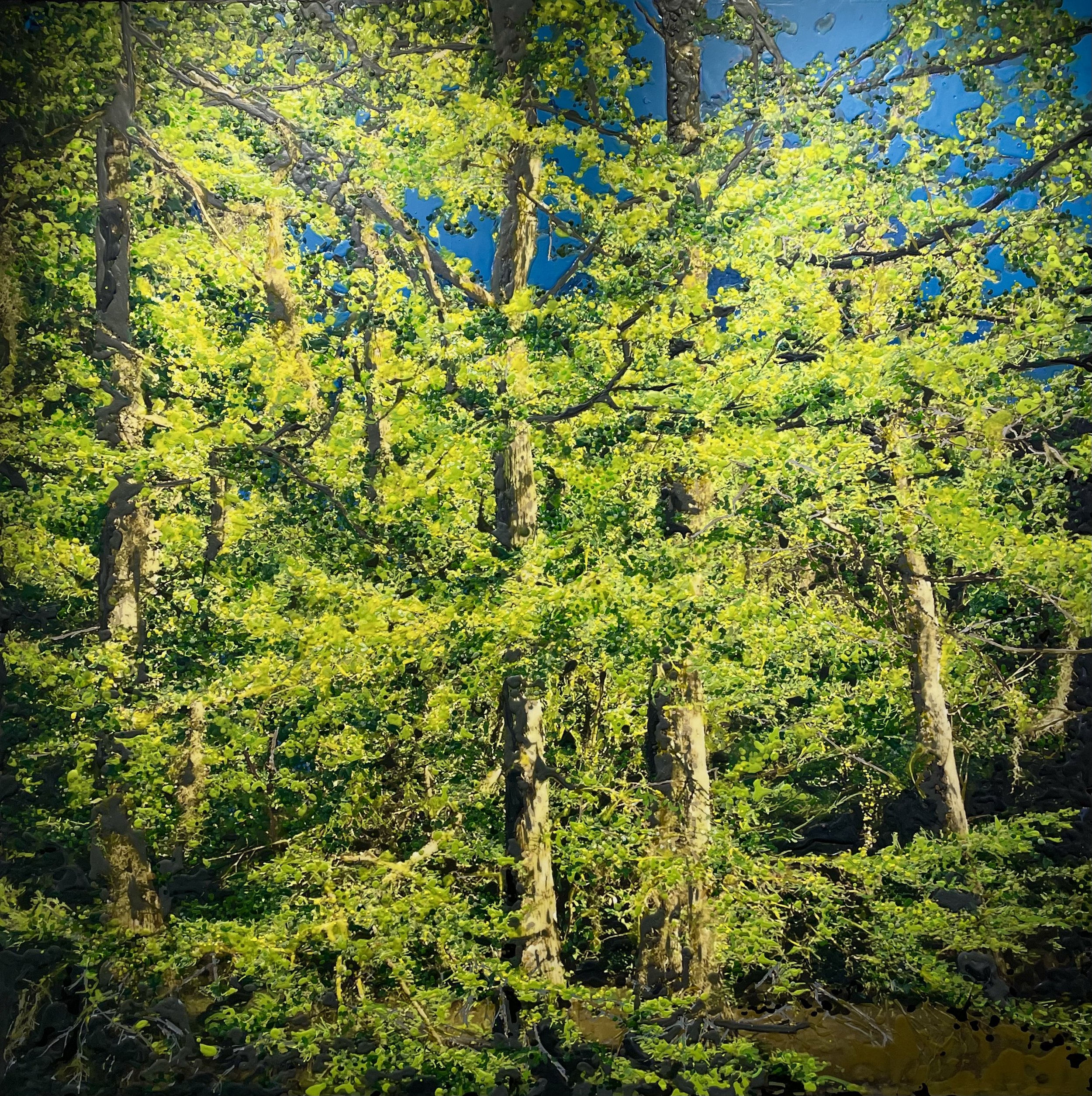 Mount Hood National Forest, Oregon (February 2026)