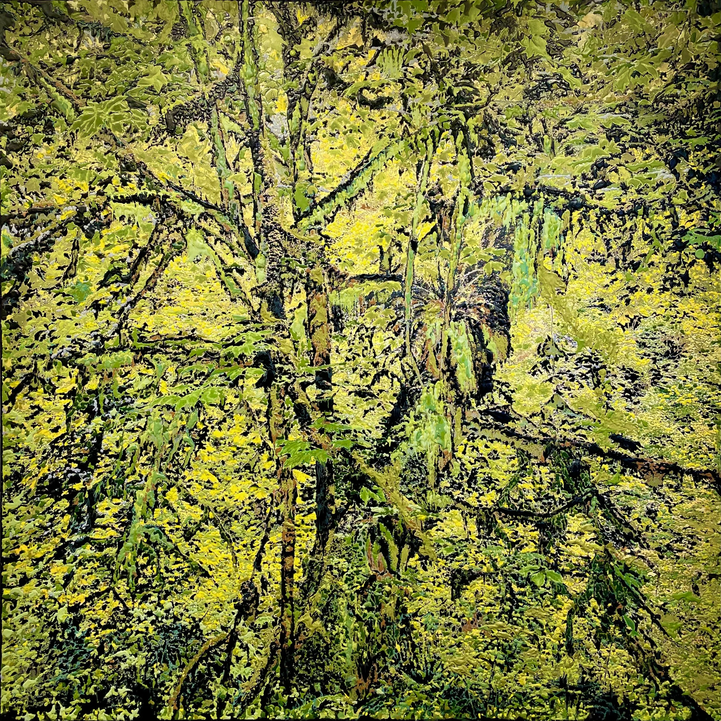 Bigleaf Maple Tree, Tillamook, OR (February 2026)