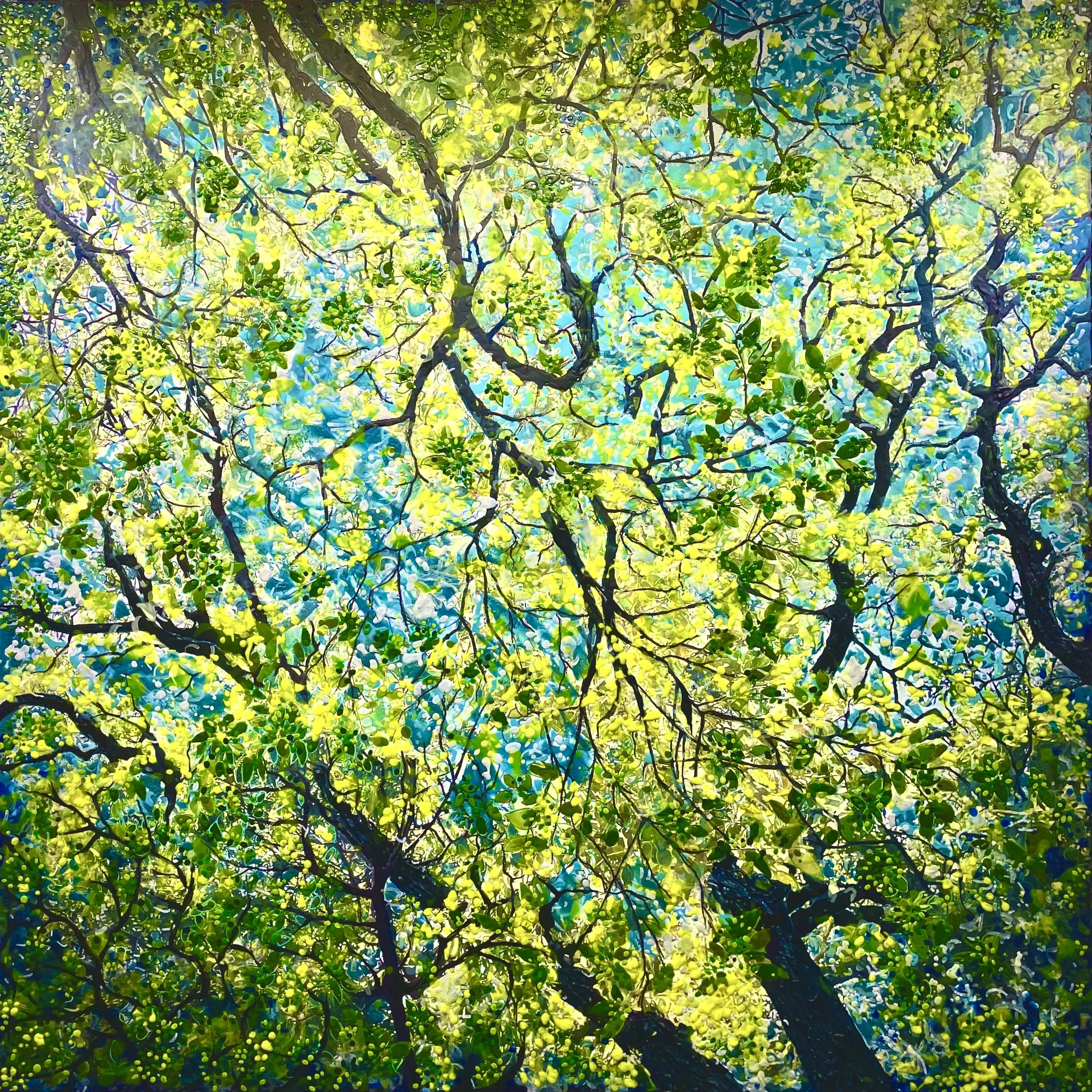 Golden Mimosa Trees (February 2026)