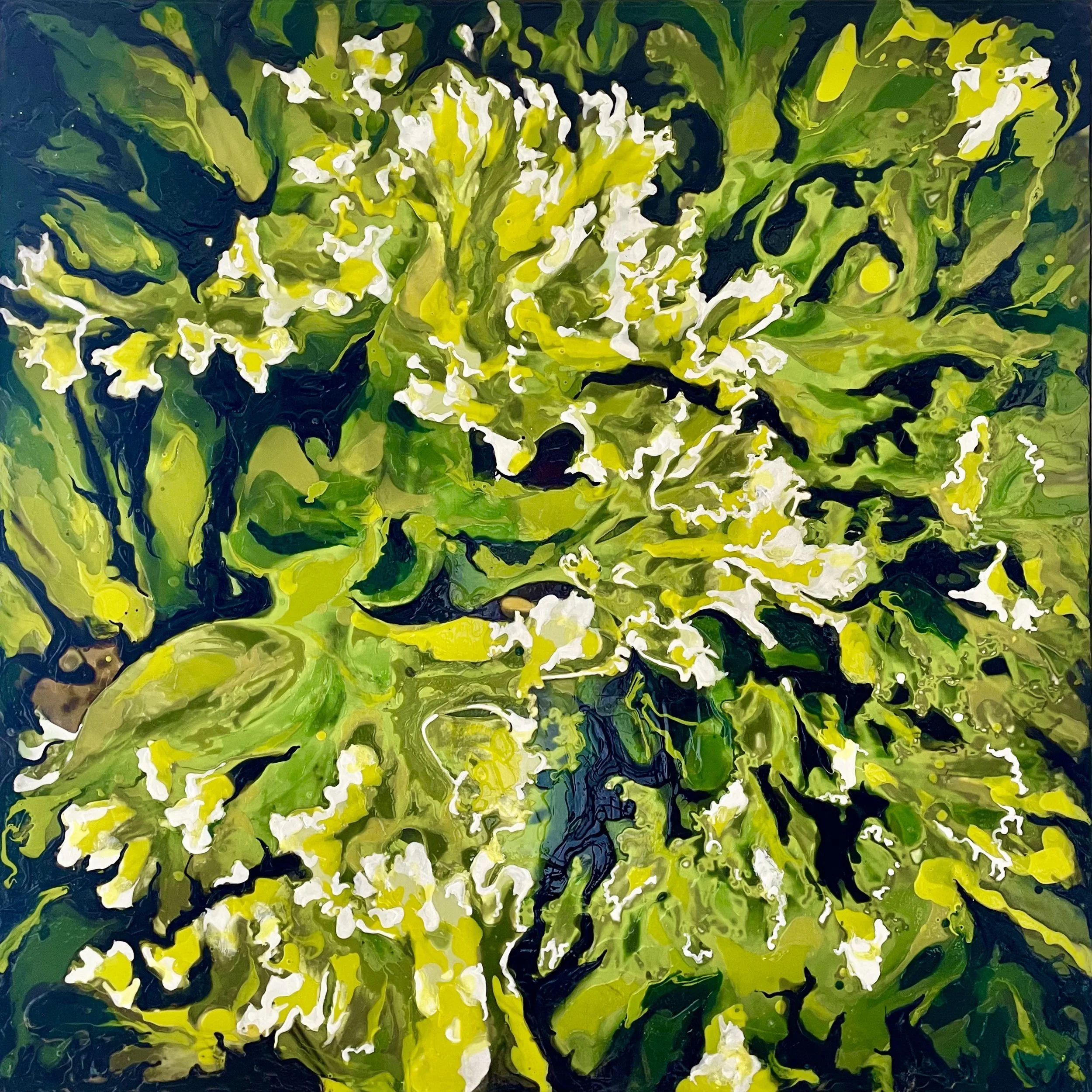 Wild Cabbage, Cabo Corrientes  (Mexico) . March 2025 