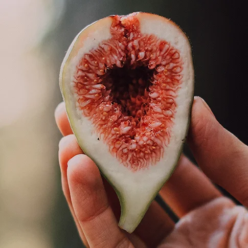 Fig.jpg