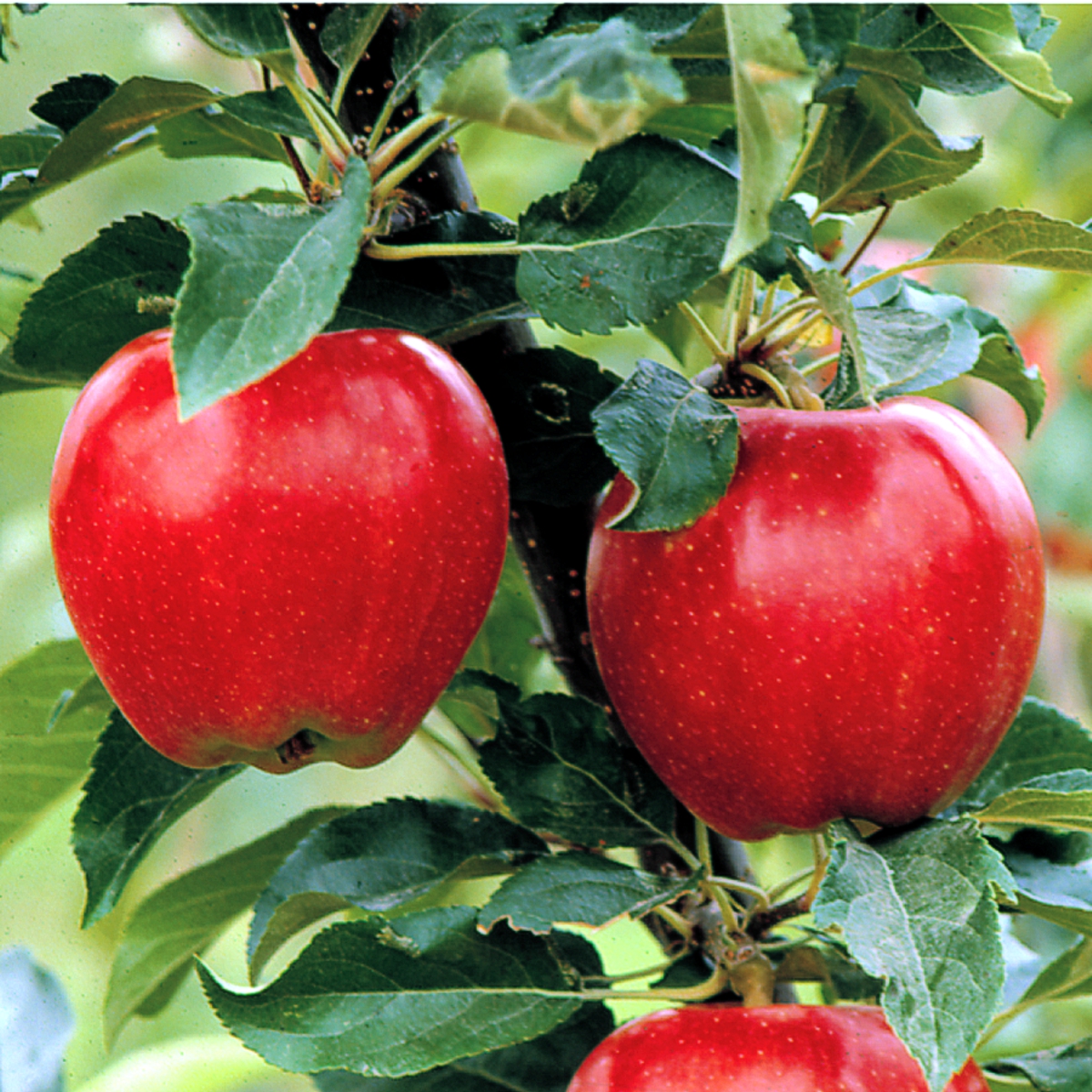 Washington State Seasonal Fruit Chart