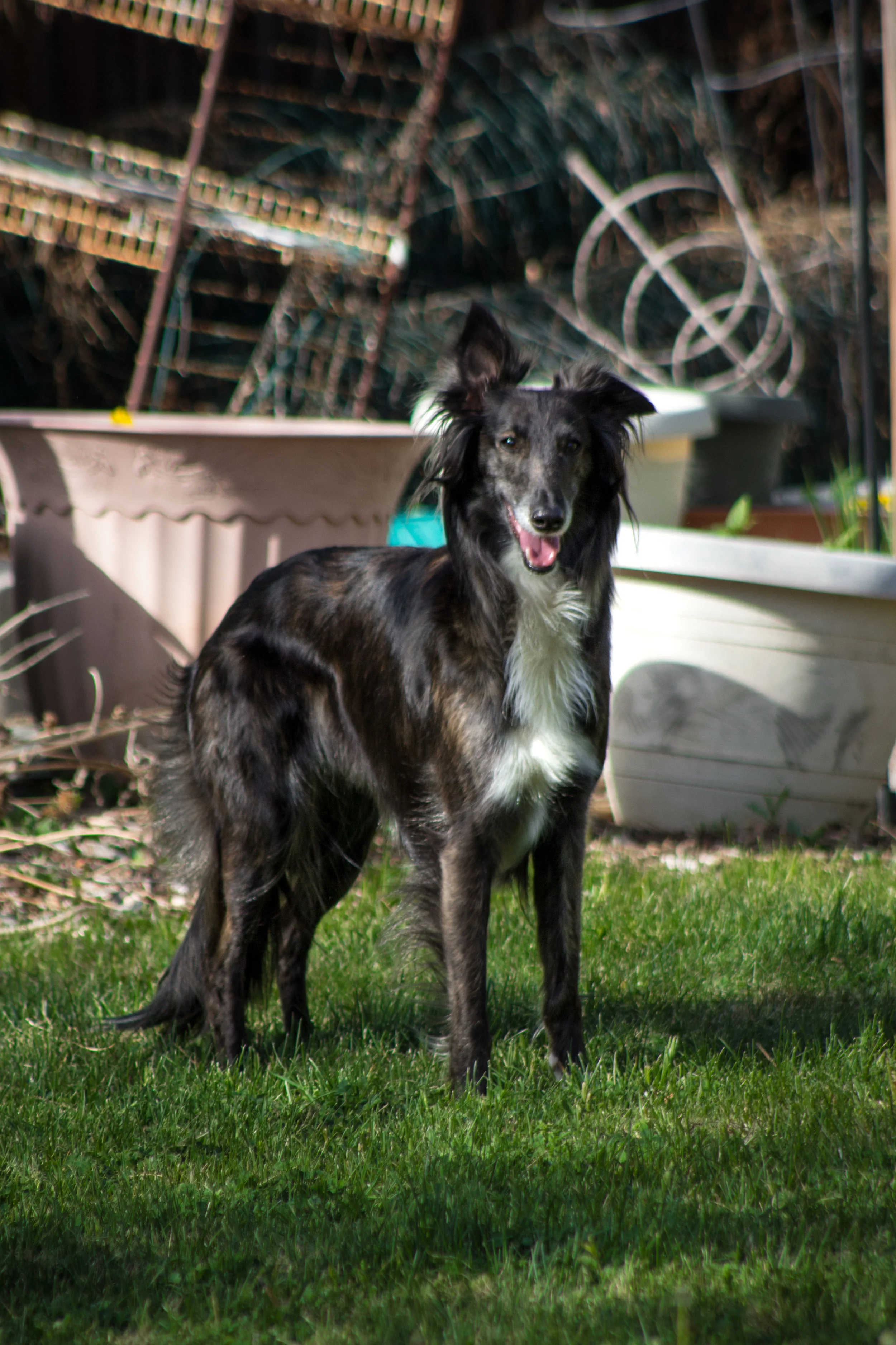 About Silken Windhounds Sunera Silken Windhounds