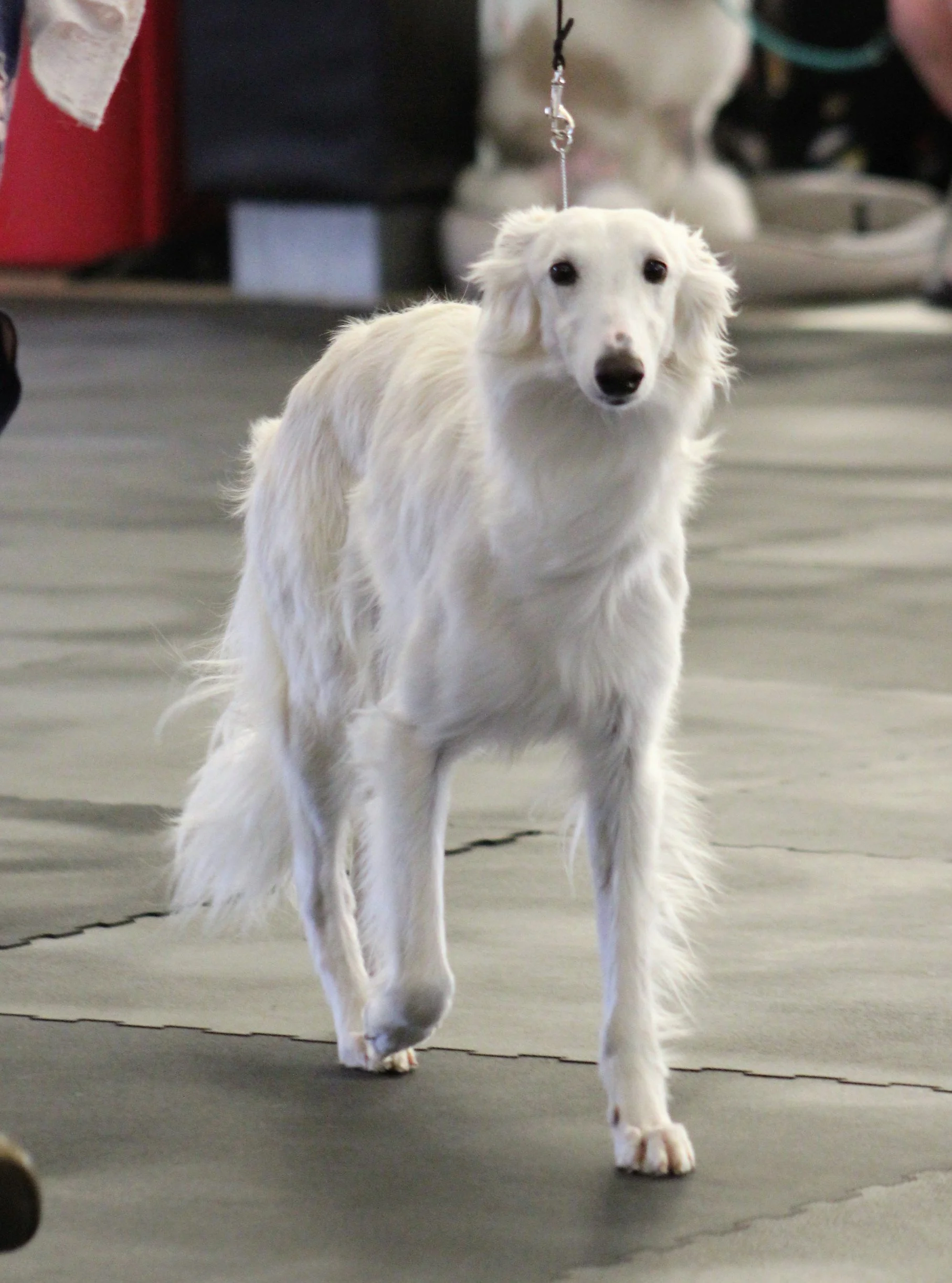 Bella moving towards camera.jpeg