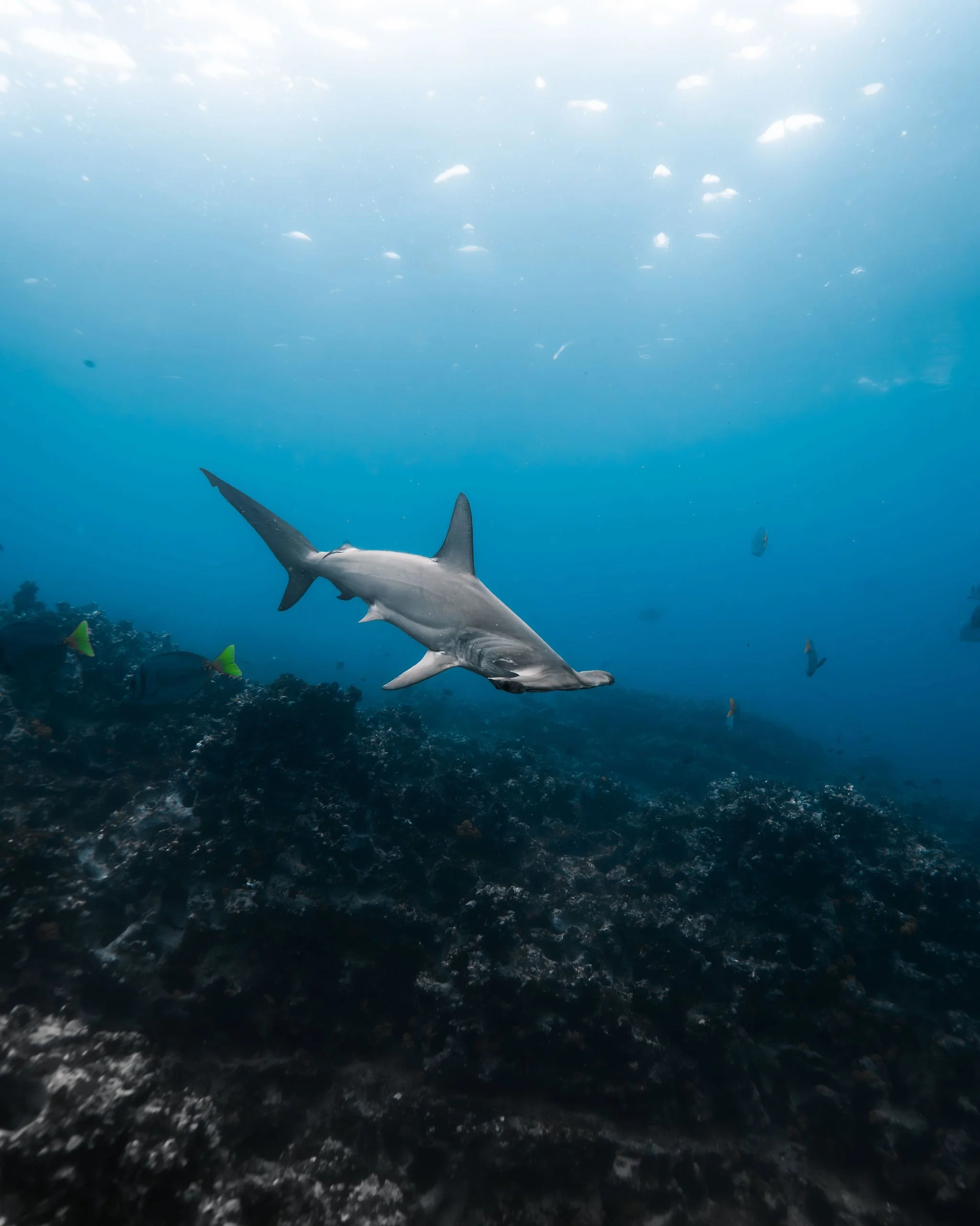 hammerhead shark swimming