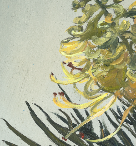 grevillea close up 3.PNG