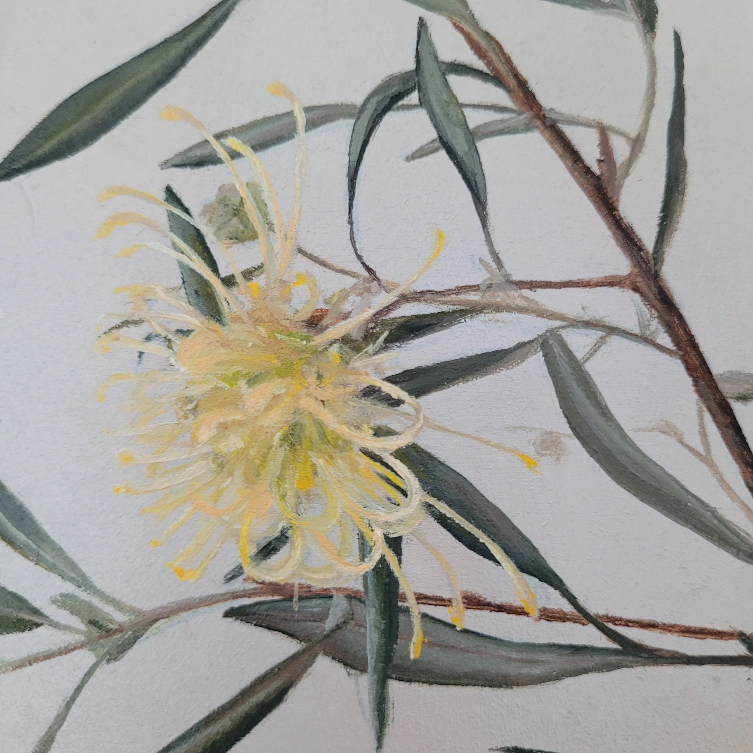 close up of the soft lemon yellow and apricot tones of the olivacea flower