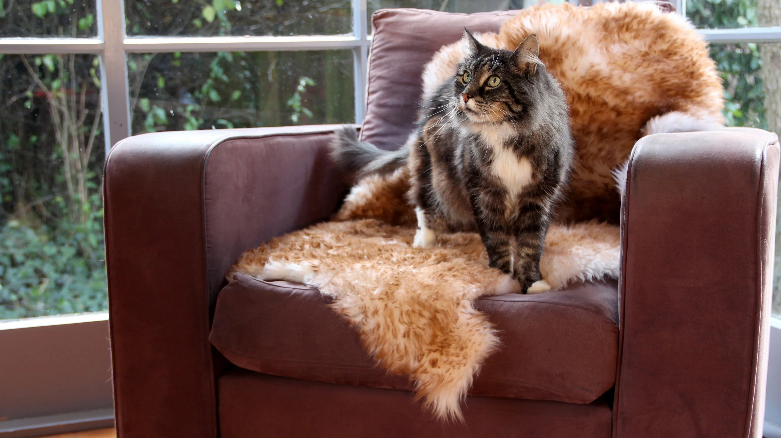 petcare_tabby_1.jpg
