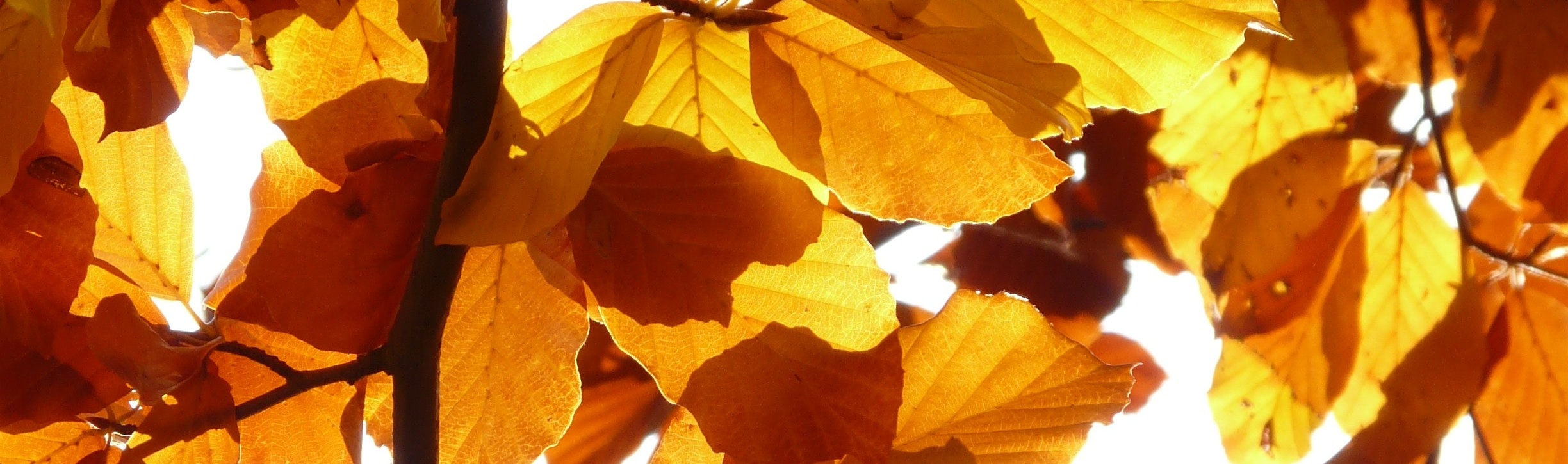 autumn-leaves-branch-close-up-65898.jpg