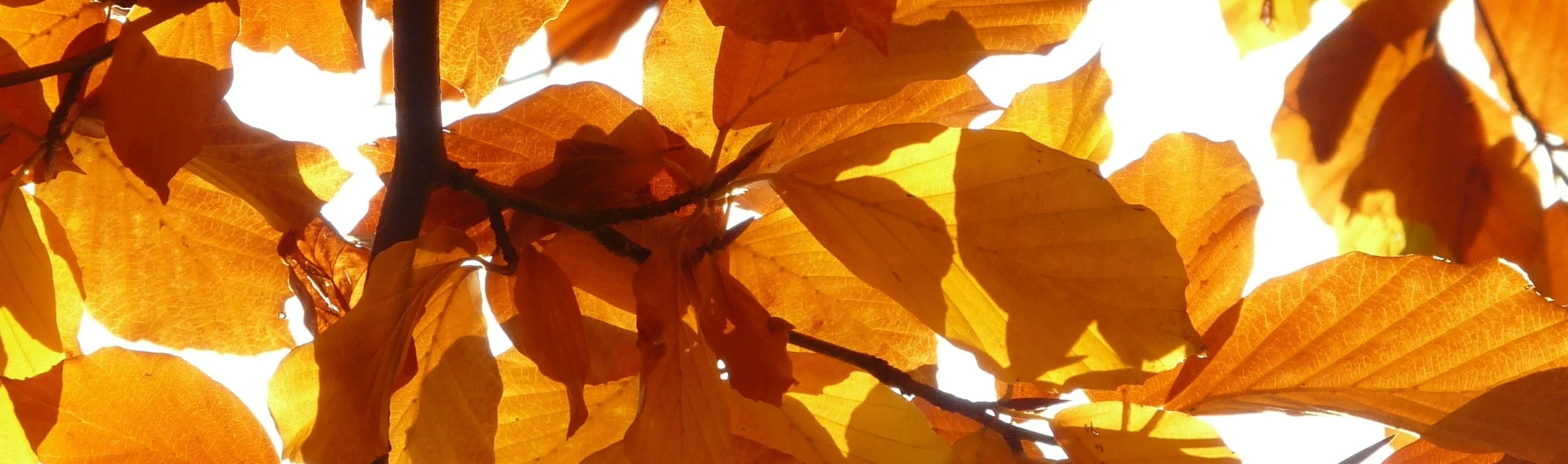 autumn-leaves-branch-close-up-65898.jpg