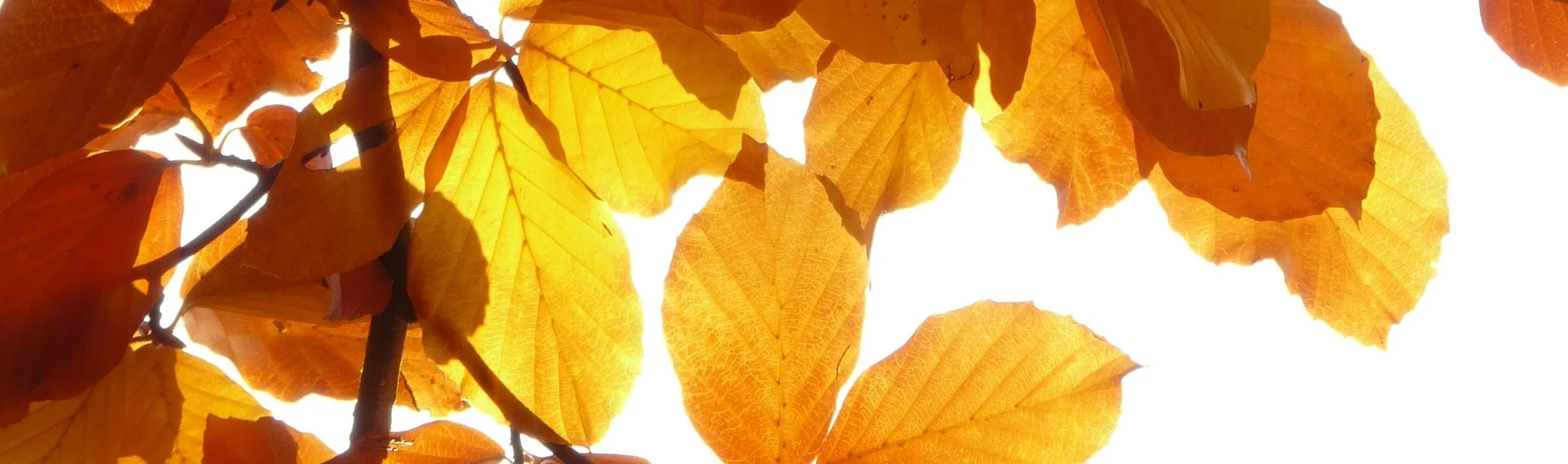 autumn-leaves-branch-close-up-65898.jpg
