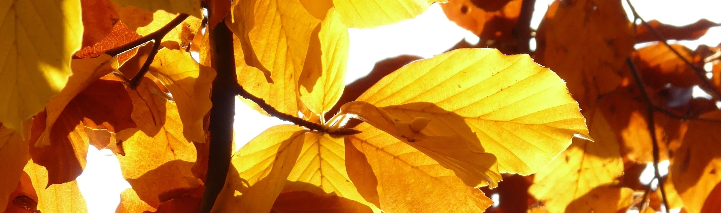 autumn-leaves-branch-close-up-65898.jpg