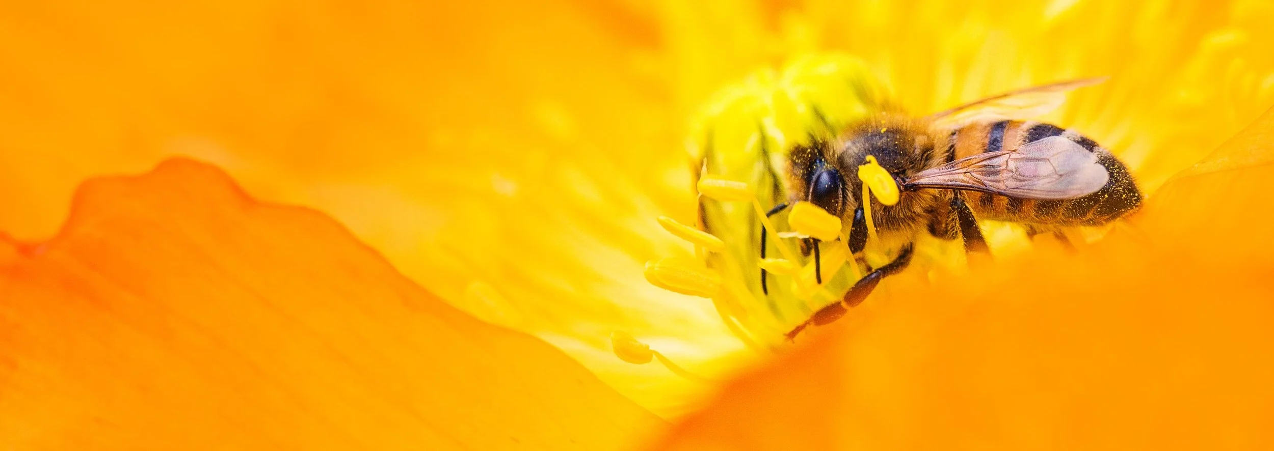 animal-bee-bloom-551622.jpg
