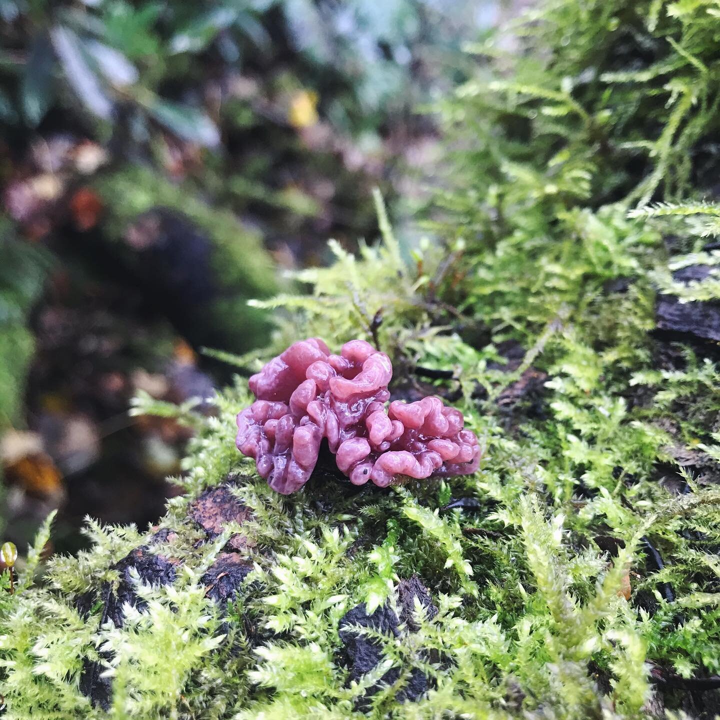 Fungi comes is so many interesting shapes, textures and colours and nows the best time of year to see them 😍