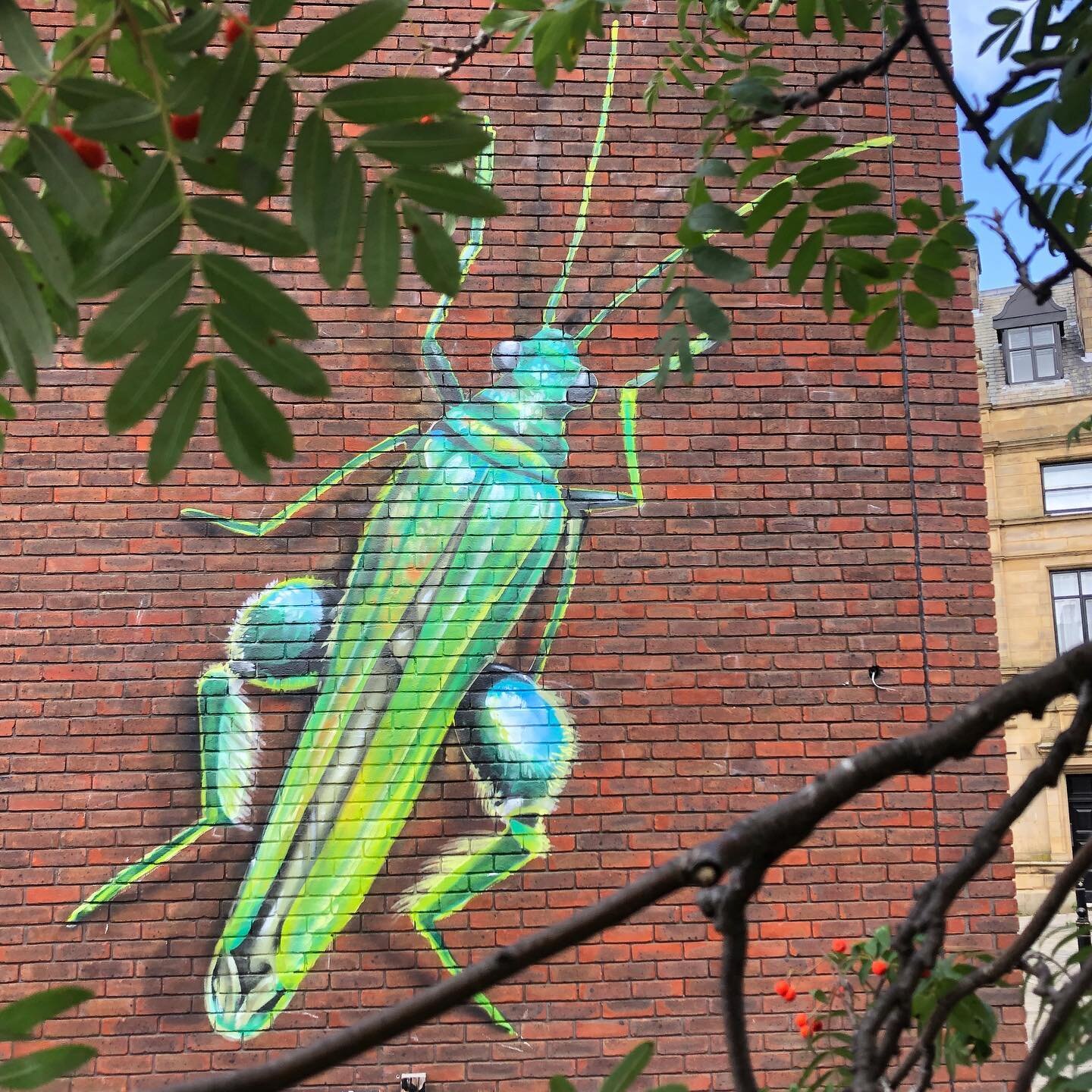 The thick legged flower beetle in Stockport. Raising awareness of the less well known pollinators such as beetles, moths and wasps. Painted by the amazing @paintsmiths 💚