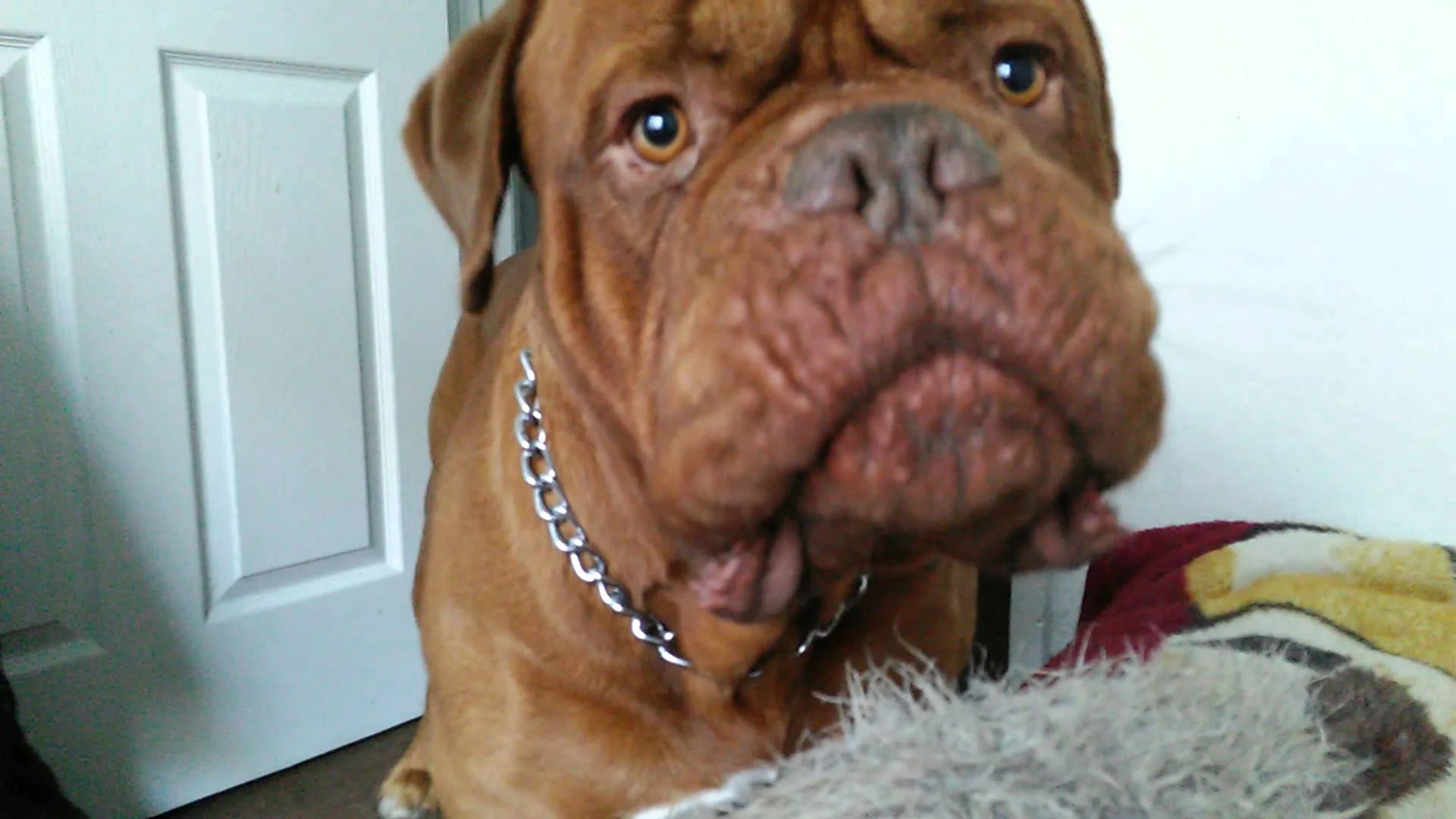 A face like a bulldog chewing a wasp...