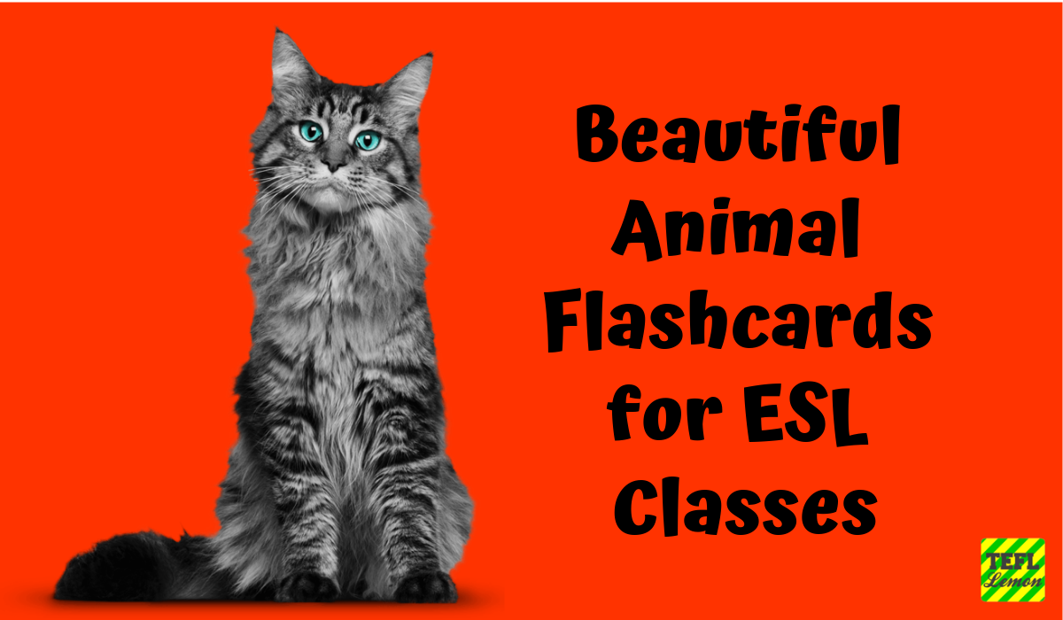 Animal Flashcards for ESL Classes by TEFL Lemon — TEFL Lemon: Free ESL  lesson ideas and great content for TEFL teachers