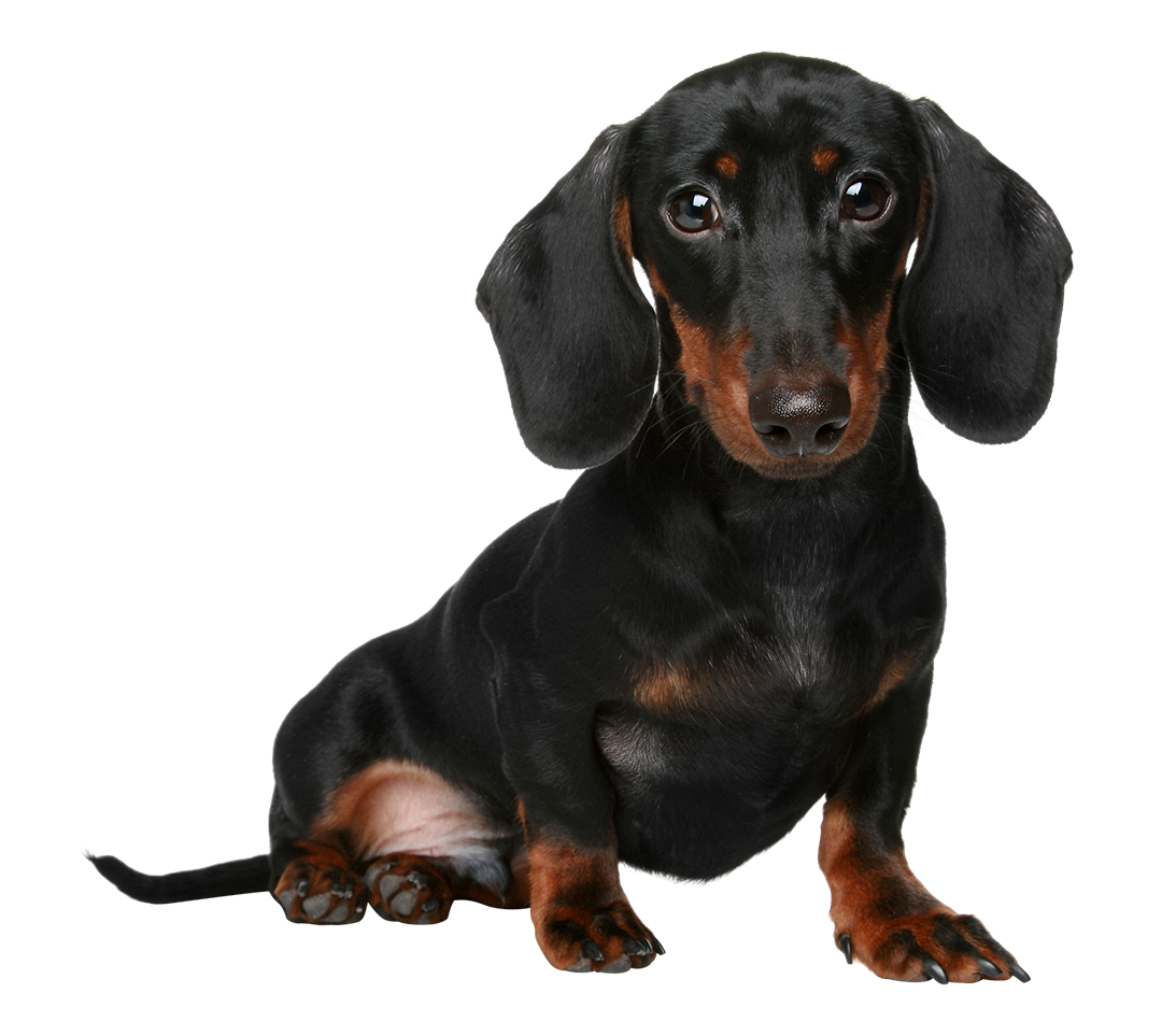 dog3.png