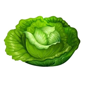 Cabbage300.jpg