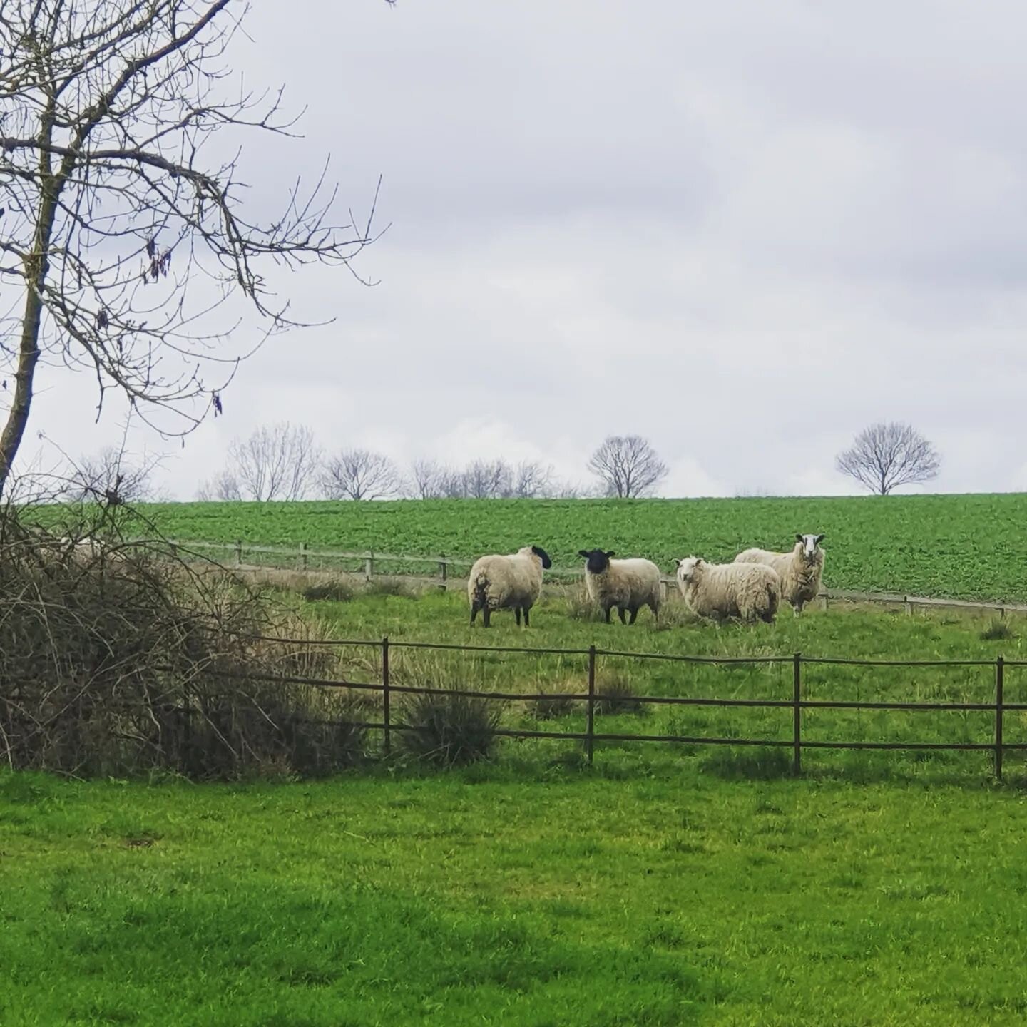 Uh oh, the sheeps are back... 😖

#midnightstuckinafence #stupidsheep