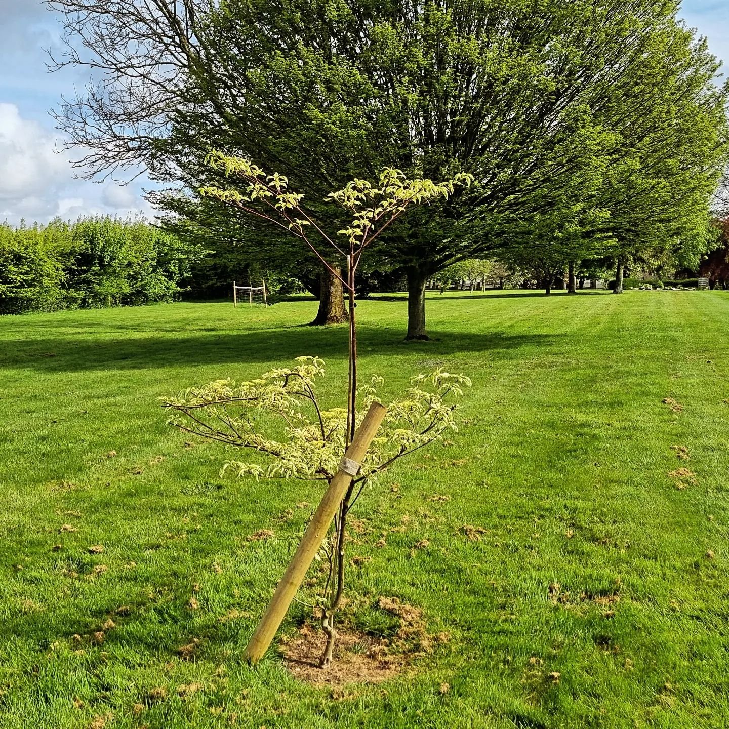New trees growing well in the park. If I can remember them all in the right order: 
Wedding cake tree, Giant sequoia, Foxglove tree, Weeping purple beech, Scots pine, Japanese maple, Handkerchief tree (will flower in 10 years!), Eucalyptus, Black loc