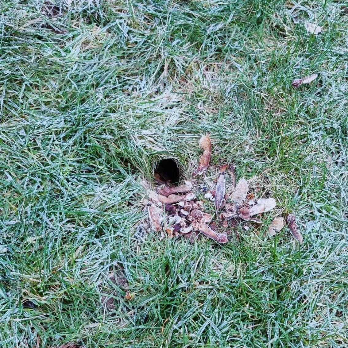 Glad to see the resident voles aren't going hungry