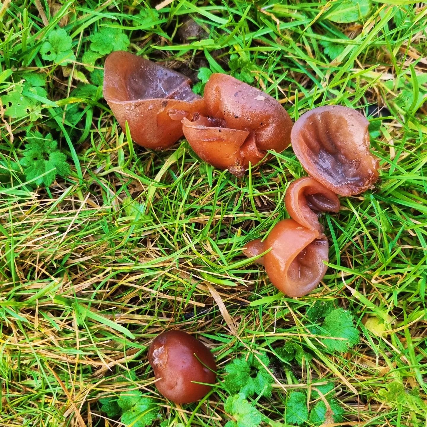 Jelly Ear mushrooms; edible, but they taste like &quot;Indian rubber with bones in it&quot; so not tried
#foraging #funghi