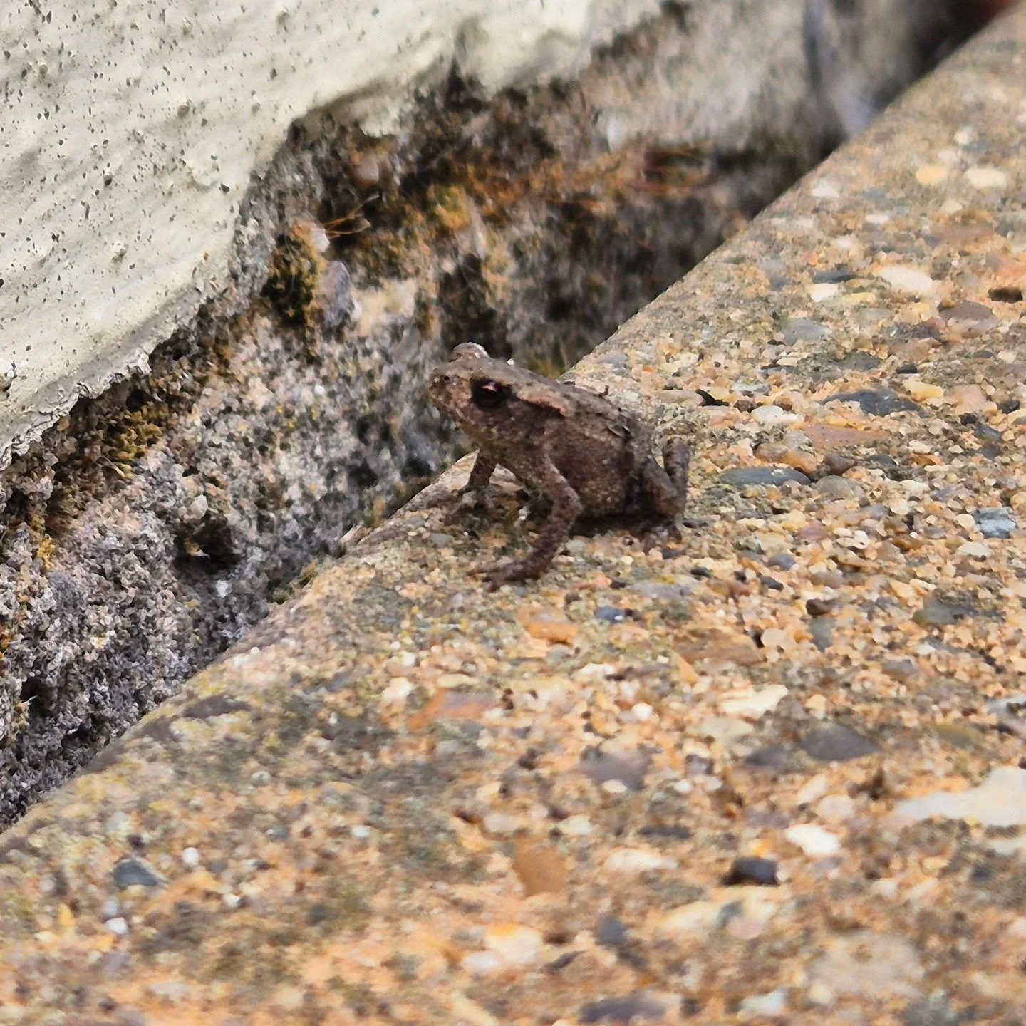 Overrun with these teeny tiny toads right now