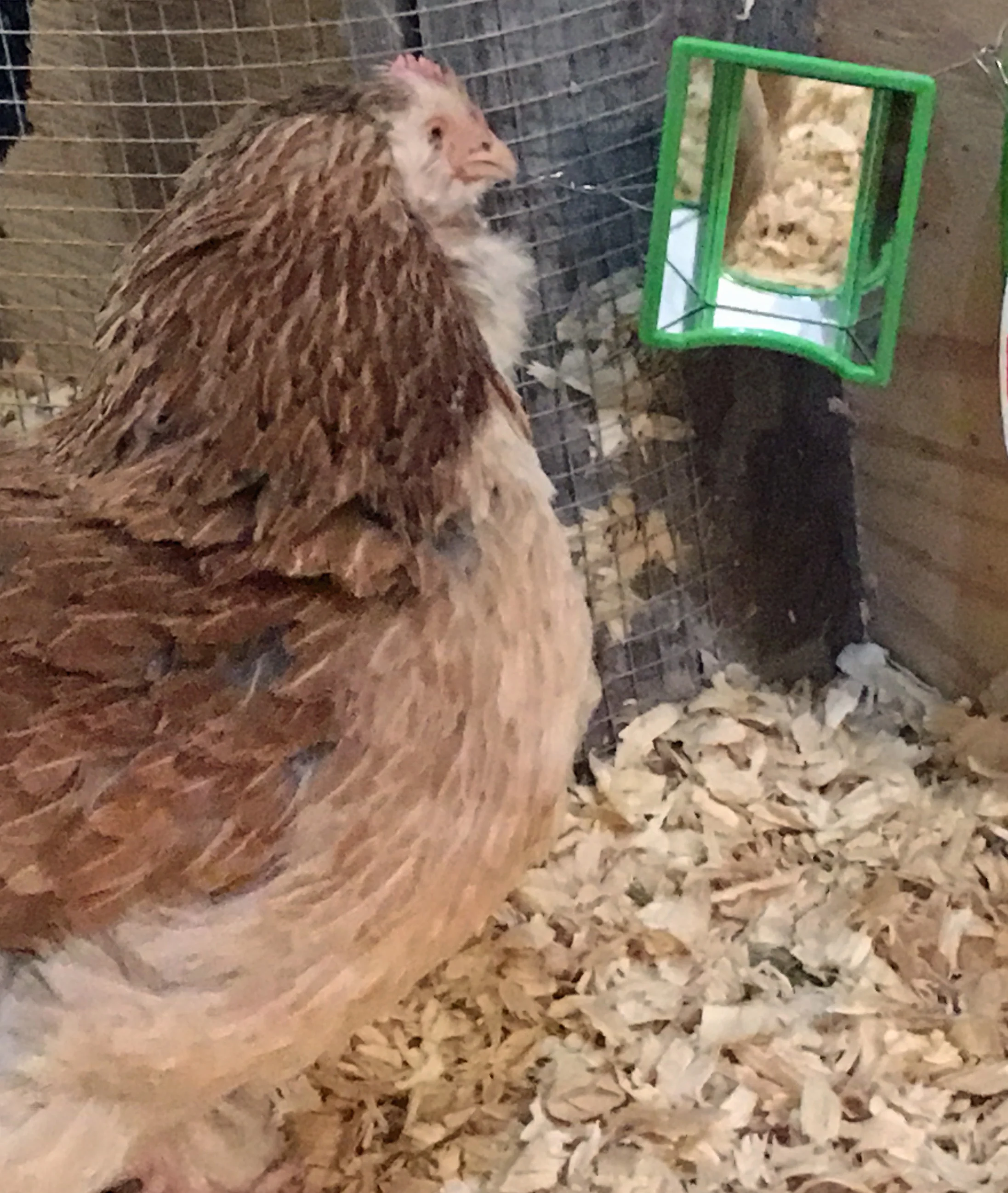 Moe Makes Sure Her Feathers Are In Place 2018-04-18.jpg