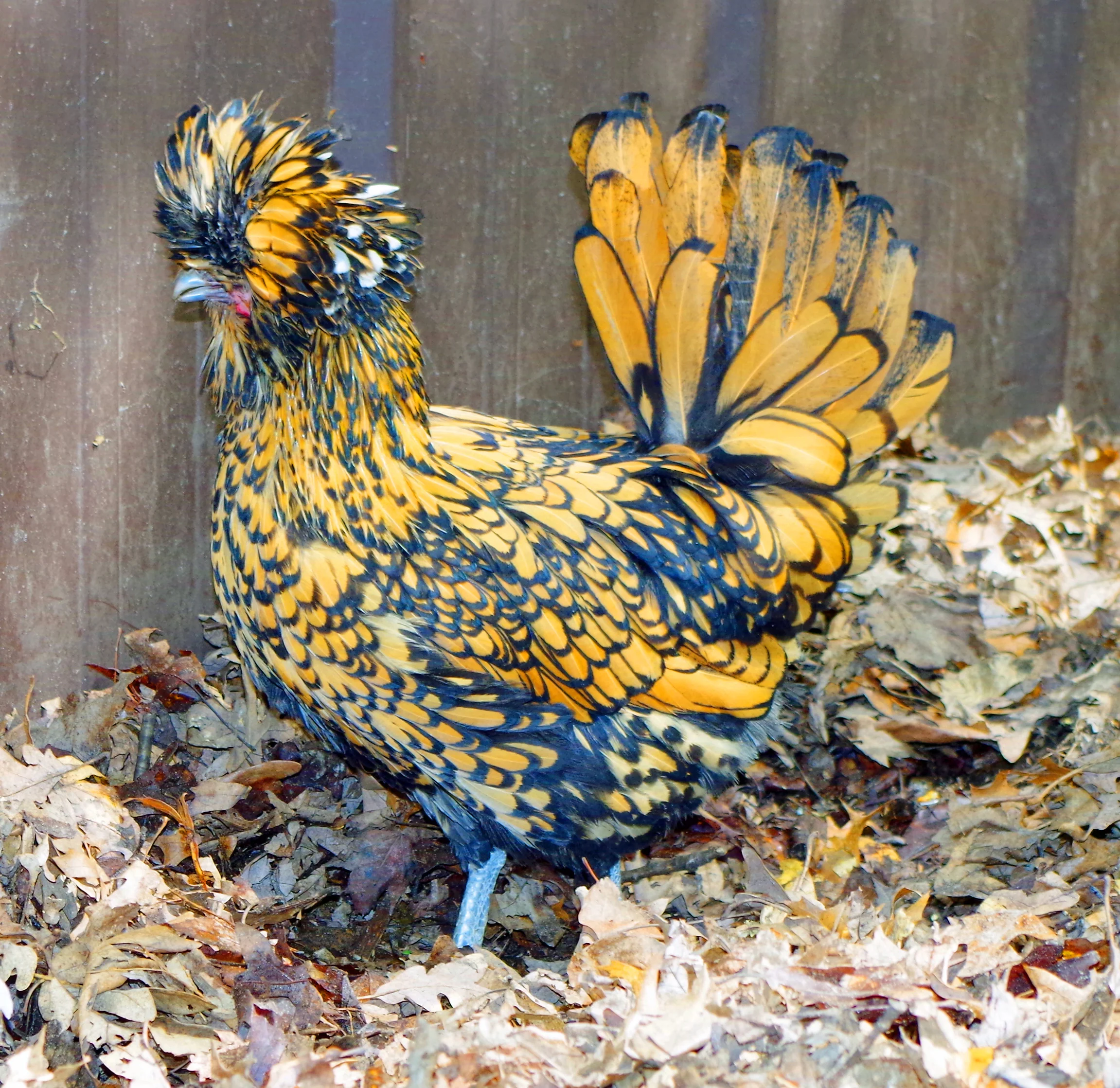Are Chickens Dinosaurs? — Randy's Chicken Blog