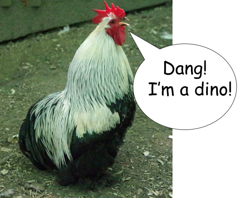 Are Chickens Dinosaurs? — Randy's Chicken Blog