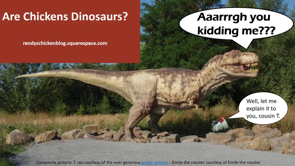 are chickens dinosaurs randy s