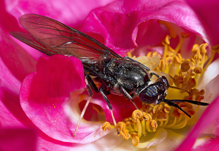 Black Soldier Fly (Didier Descouens - Creative Commons Attribution-Share Alike 4.0 International )