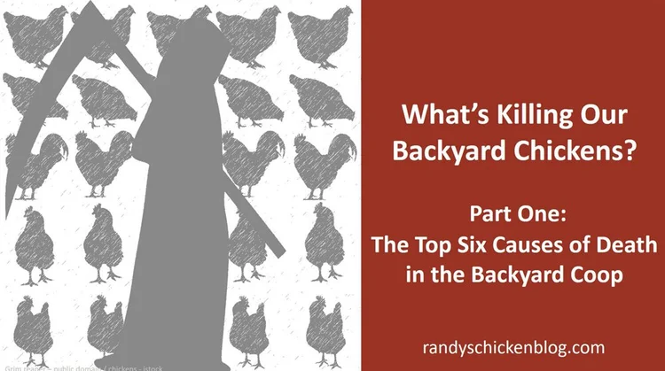 Why are Birds Dying in My Backyard: Shocking Causes Revealed