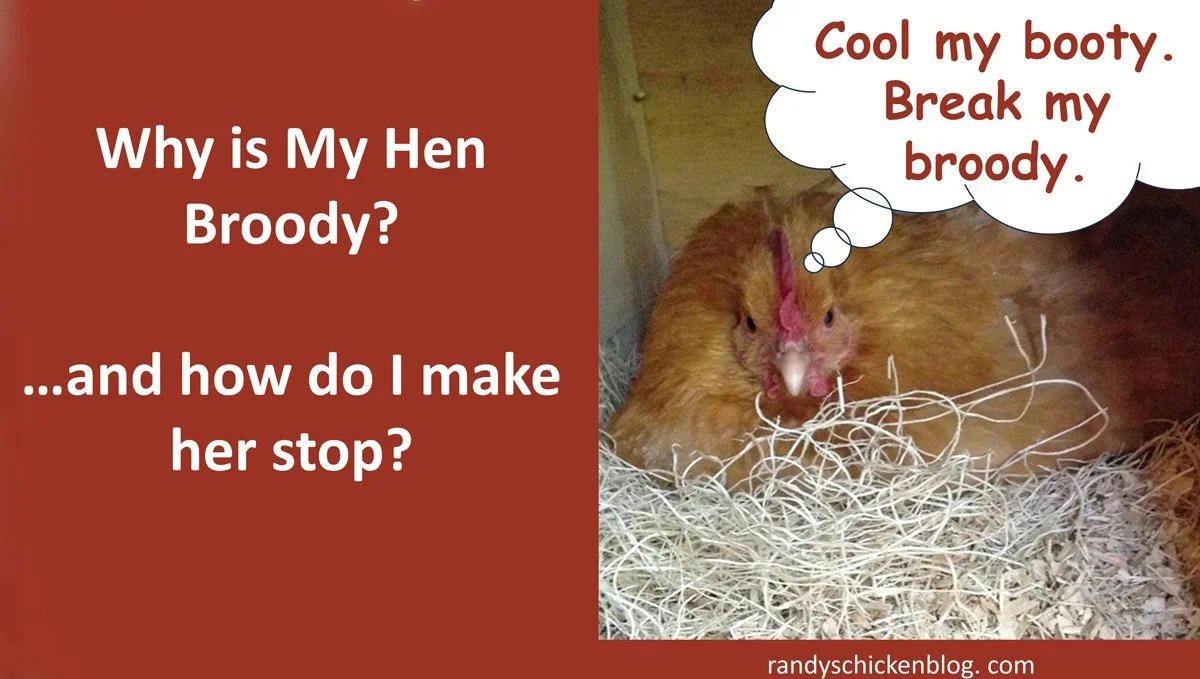 Why is My Hen Broody? And How Do I Make Her Stop?