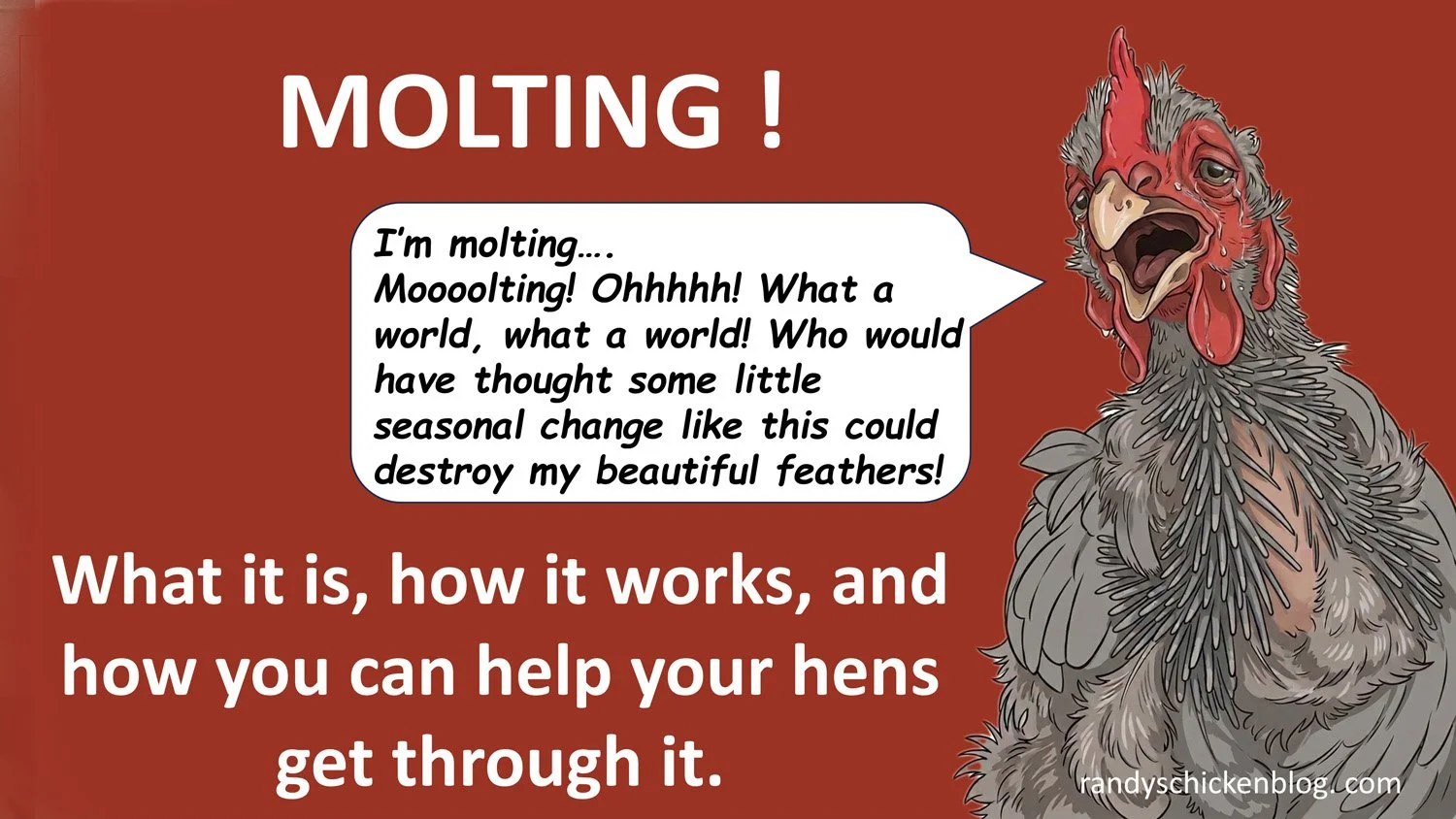 Molting: Why Your Hens Do It and How You Can Help Them