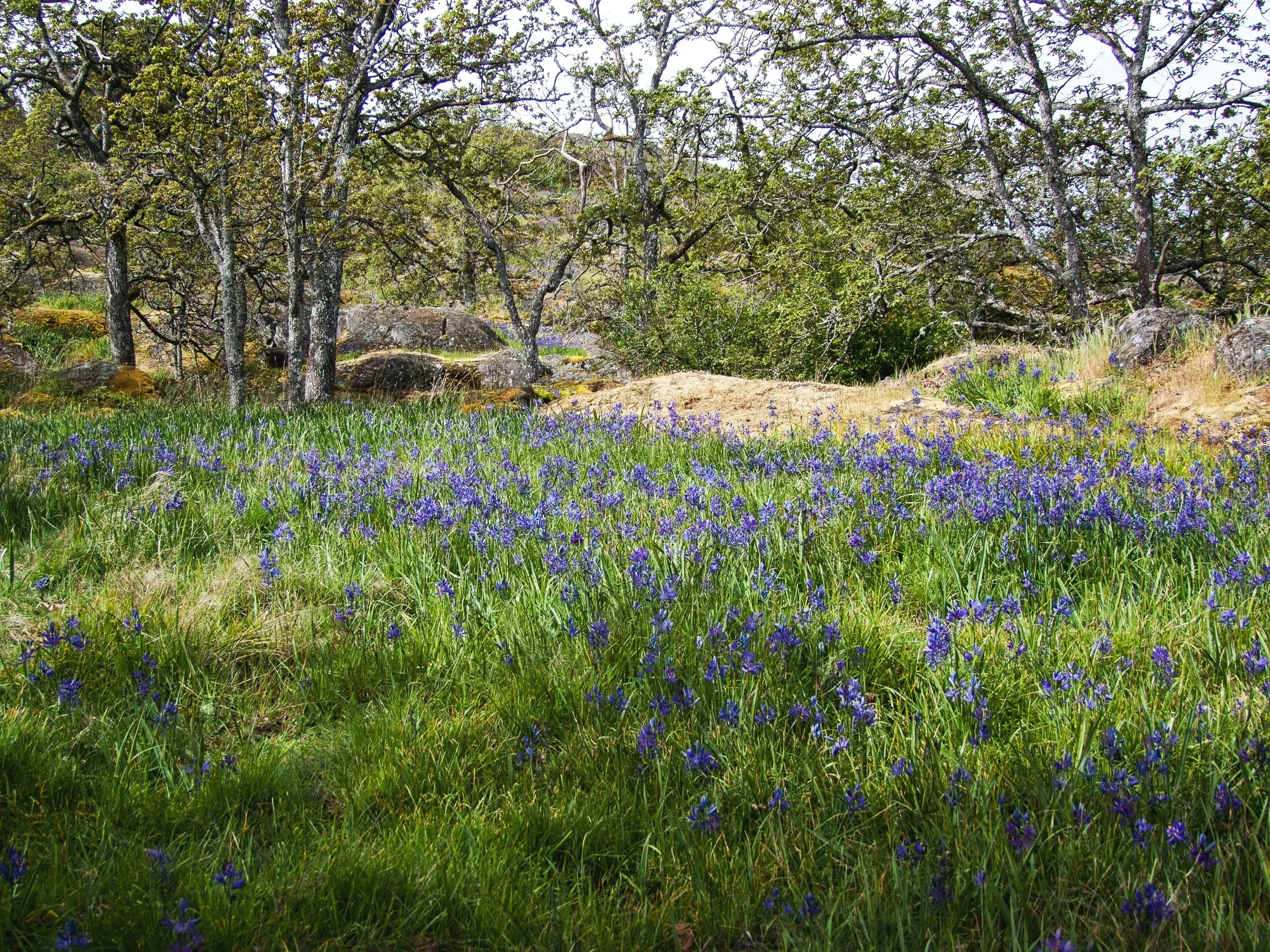 20150426+-+015+-+Mount+Tolmie.jpg