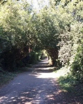 Our trail network needs to have more investment for all users. Some sections maybe just for walkers and a cycling section. Walking is great exercise for all!