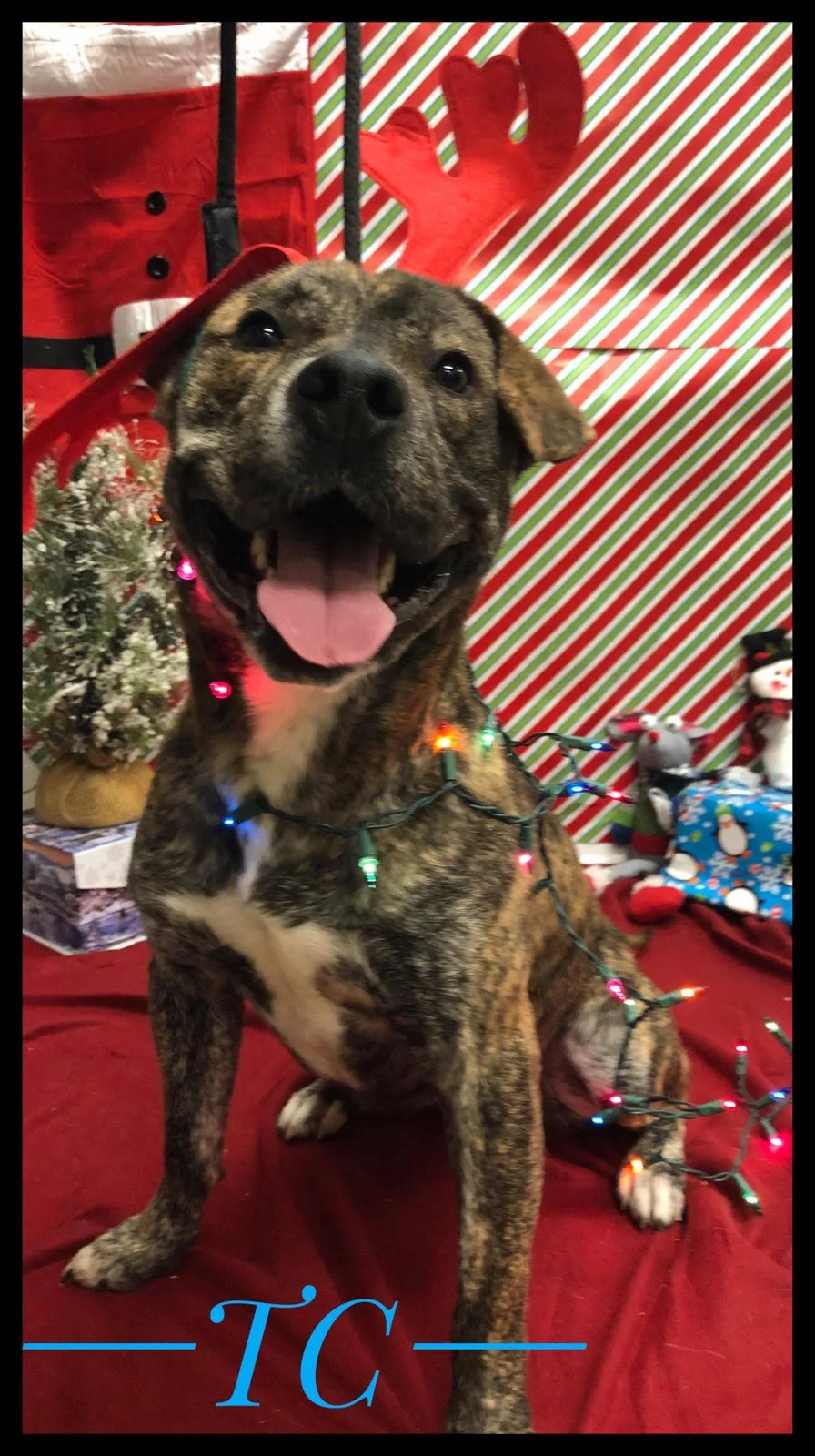 TC Christmas.jpg