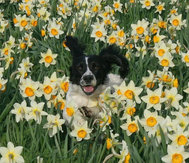 "Leap into Spring with a New Pet!" Onsite Adoption Event