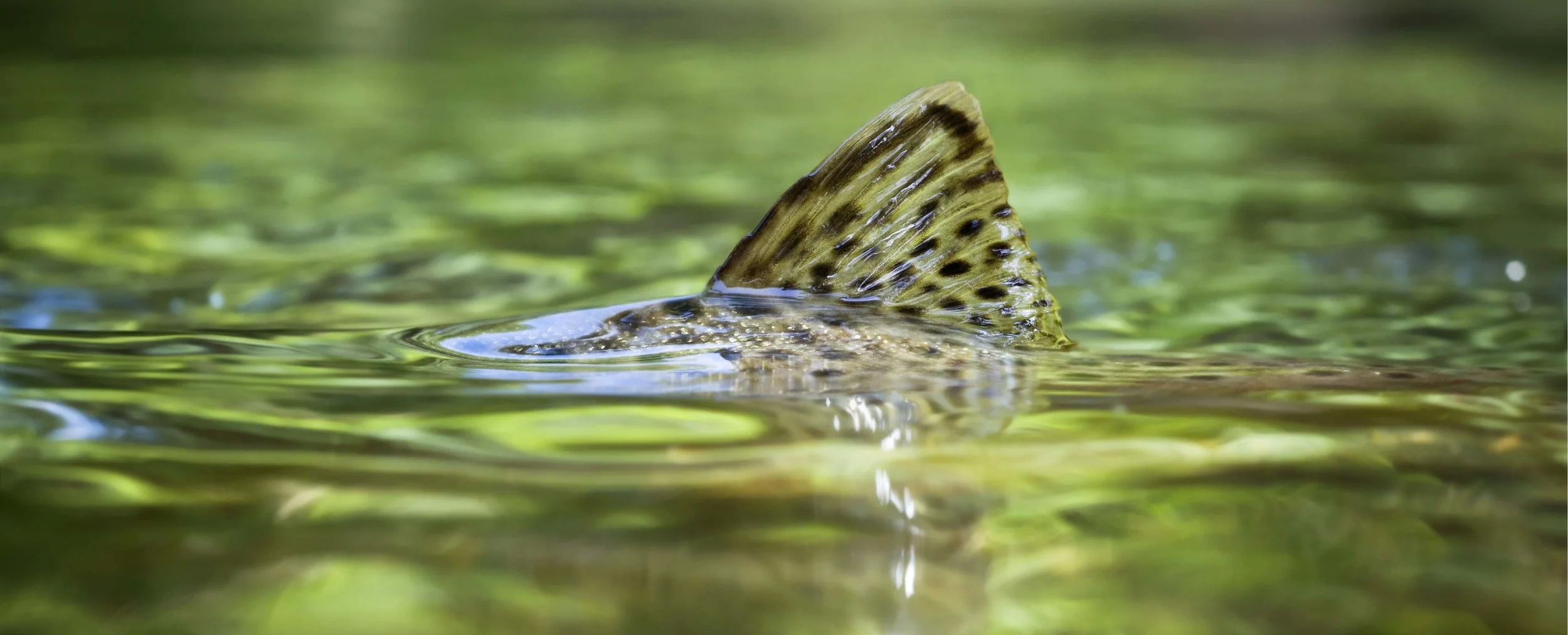 HEADERimage-01-01.jpg