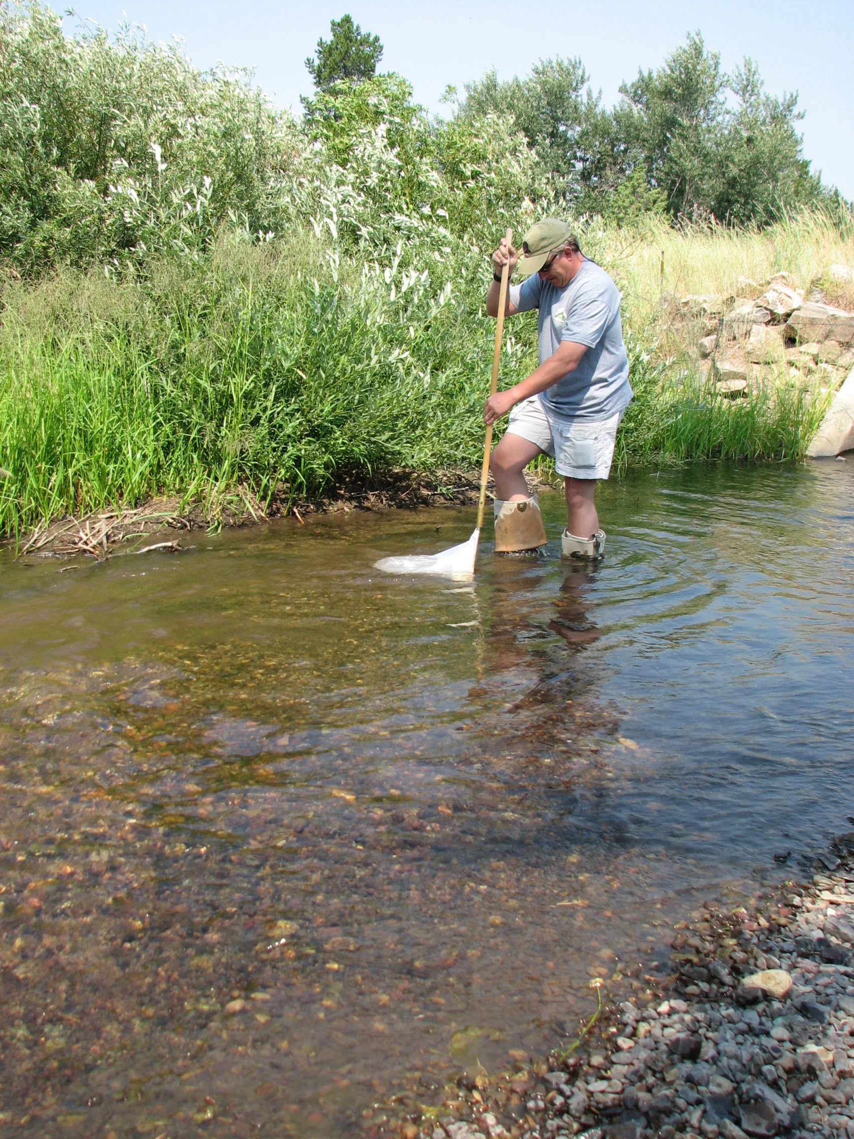 Macroinvertebrates provide key information on sediment, water temperature, nutrients and  overall habitat integrity, including information of upstream impacts.