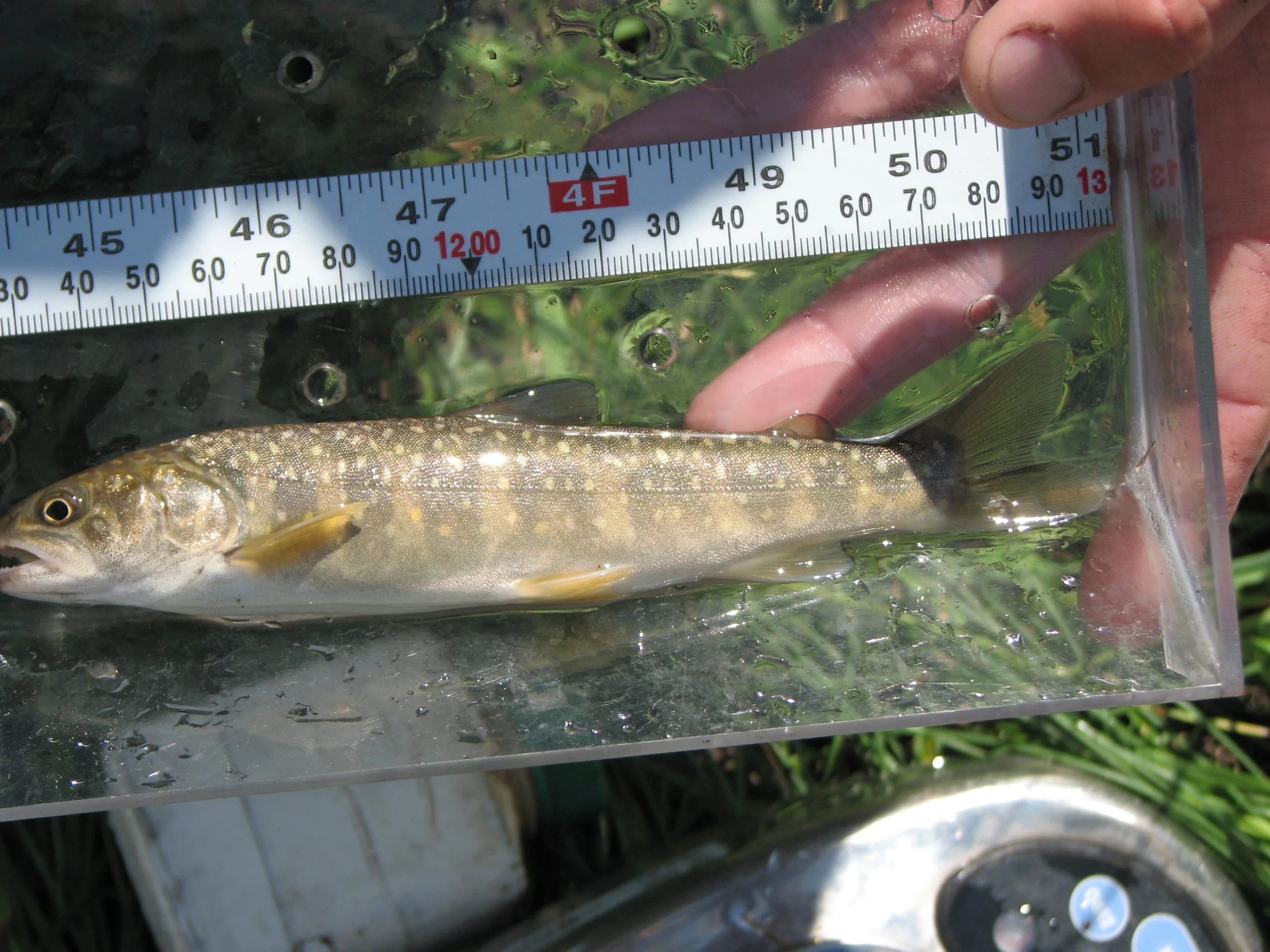 We assess the entire fish community, including juvenile trout and rare indicator species like bull trout. 