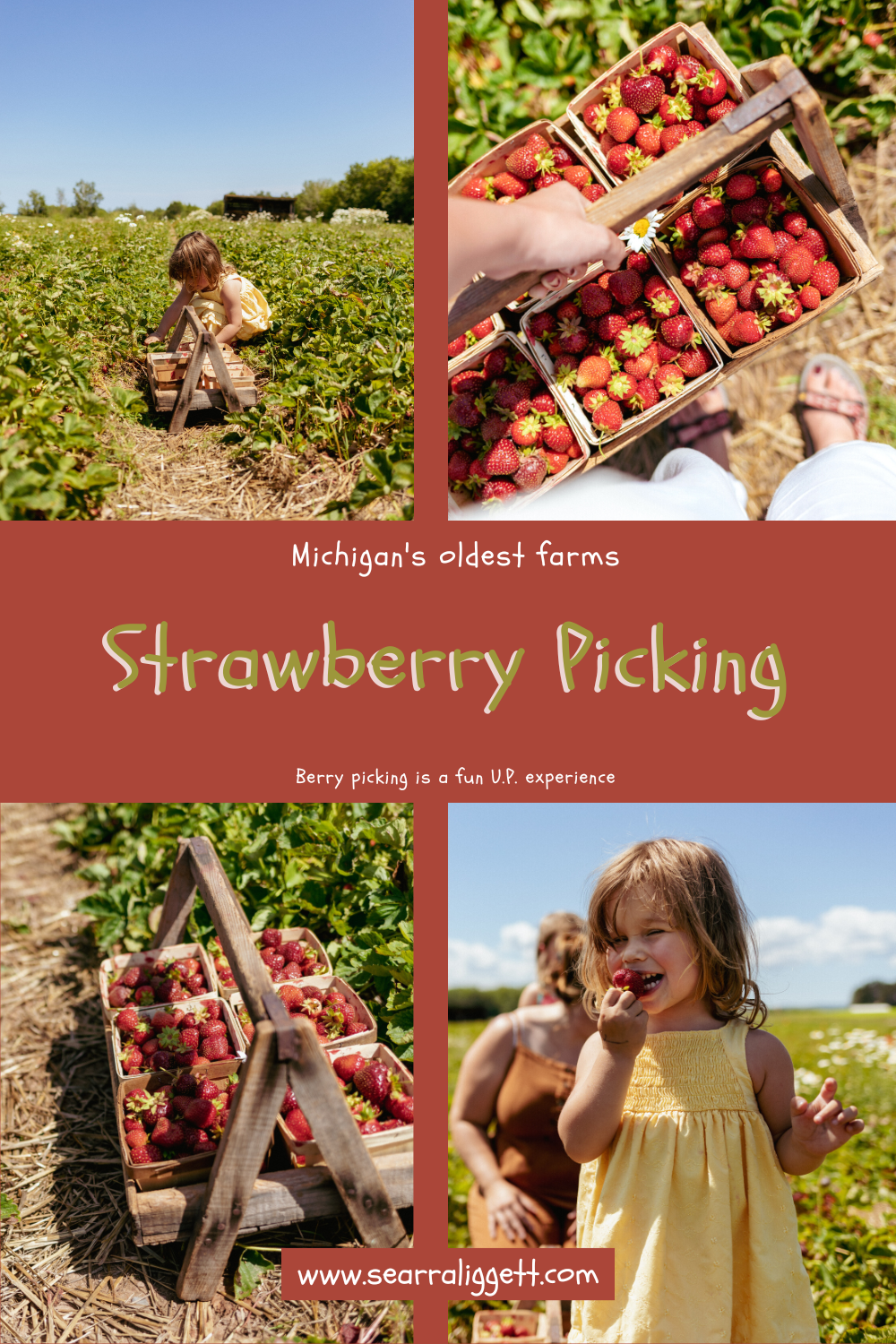 Strawberry Picking at Henry Ohtonen Strawberry Farm