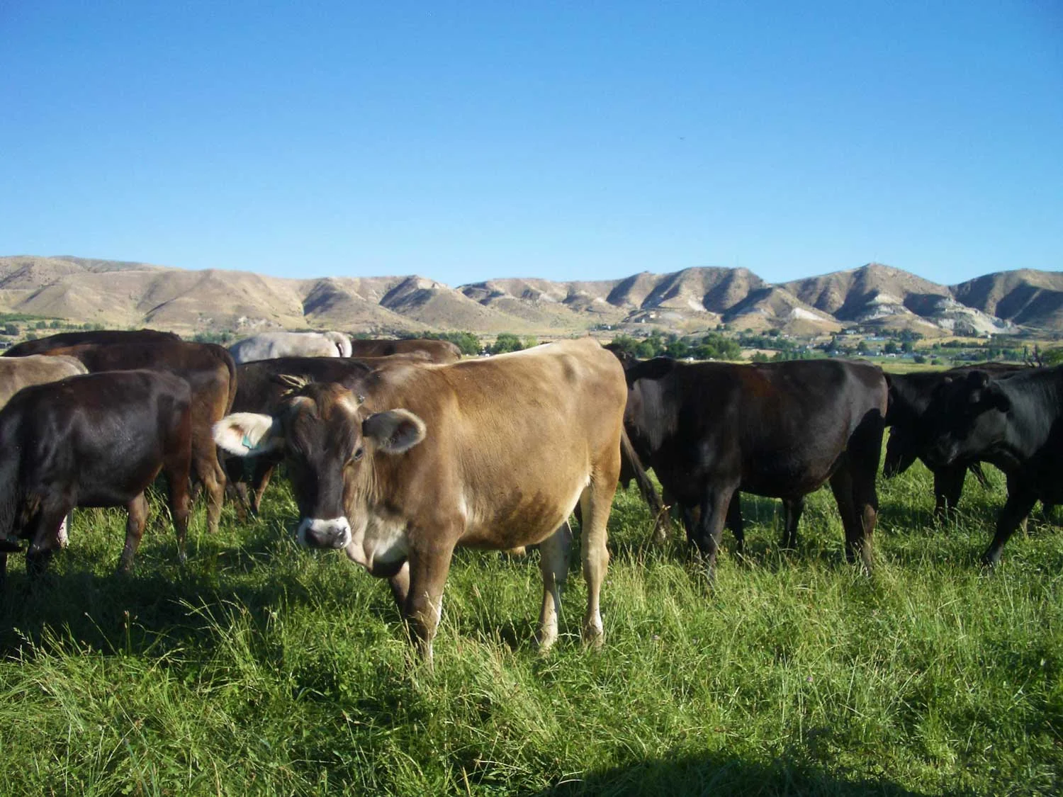 emmett-boise-organic-farming-grass-fed-beef-local-food-cows.jpg