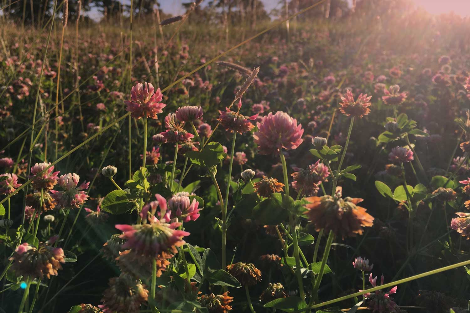 emmett-boise-organic-farming-grass-fed-beef-local-food-cows-for-sale-contact-us.jpg
