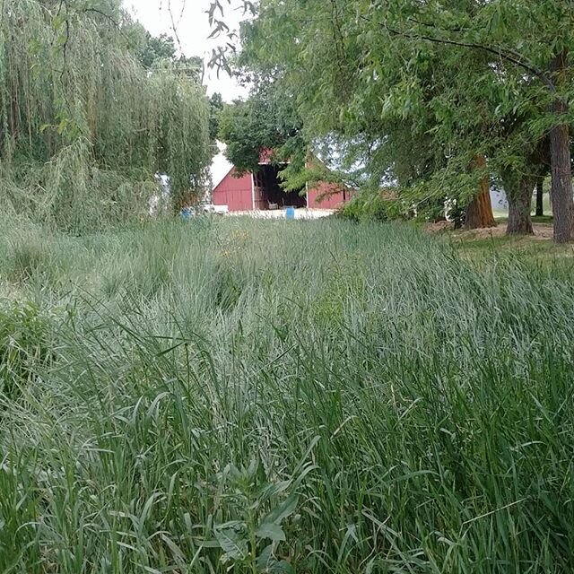 Pollinator post for June 1, 2020. The color is not so obvious from afar, but there are lots of blossoms and the pollinators are happy! 
@ncap_team @xercessociety .
#organic #familyfarm #buylocal #savethebees