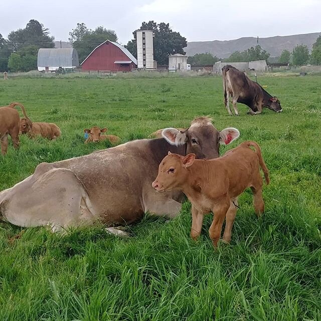 Farm tour coming up June 13th! (And also the 27th!) RSVP on FB event, or email us.
.
#Farmtour #farmtotable #organicfarm #grassfed #meettheanimals #meetthefarmers #dayinthecountry