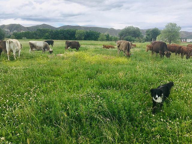 Diverse pastures make for happy cows and calves. The dog is usually happy out running around.
.
We count a wide variety of plants growing in our pastures, and each has different nutritional properties and strengths. It&rsquo;s cool to watch the cows 